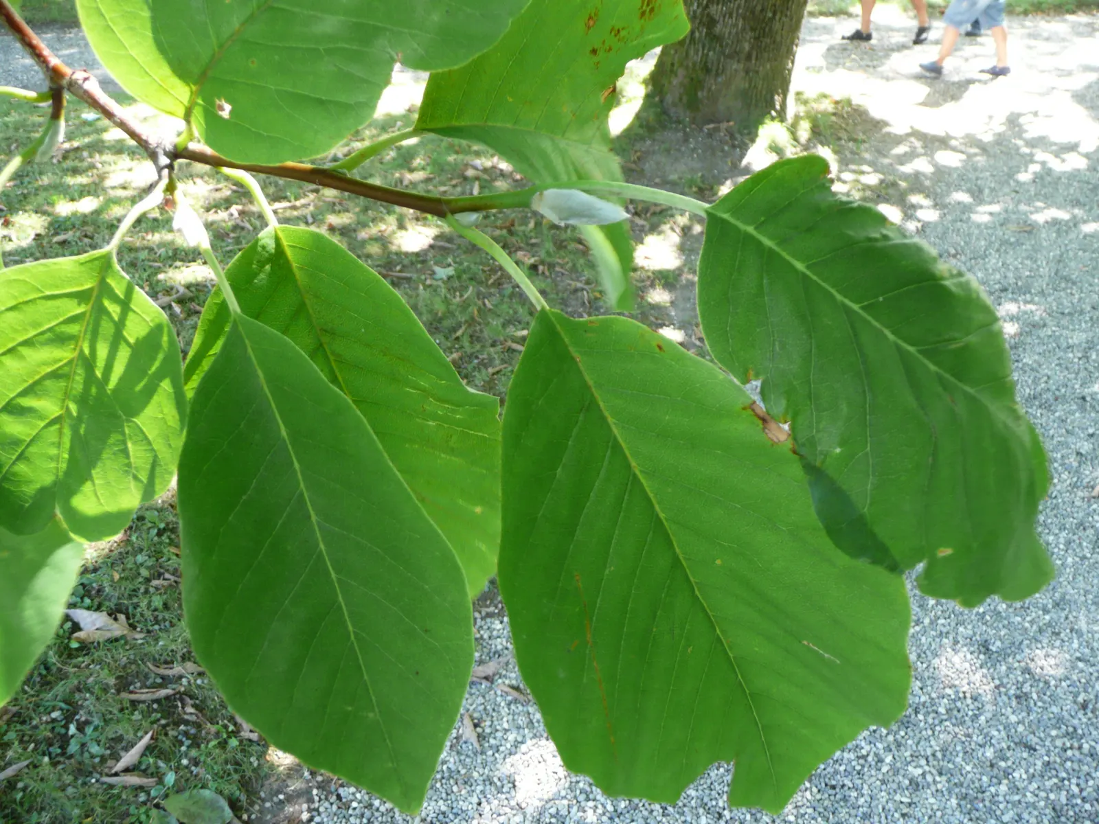 Cucumber Tree (Magnolia Acuminata) — The tree has a pyramidal to rounded crown with straight; each reaching 5 to 10 inches long, image 59