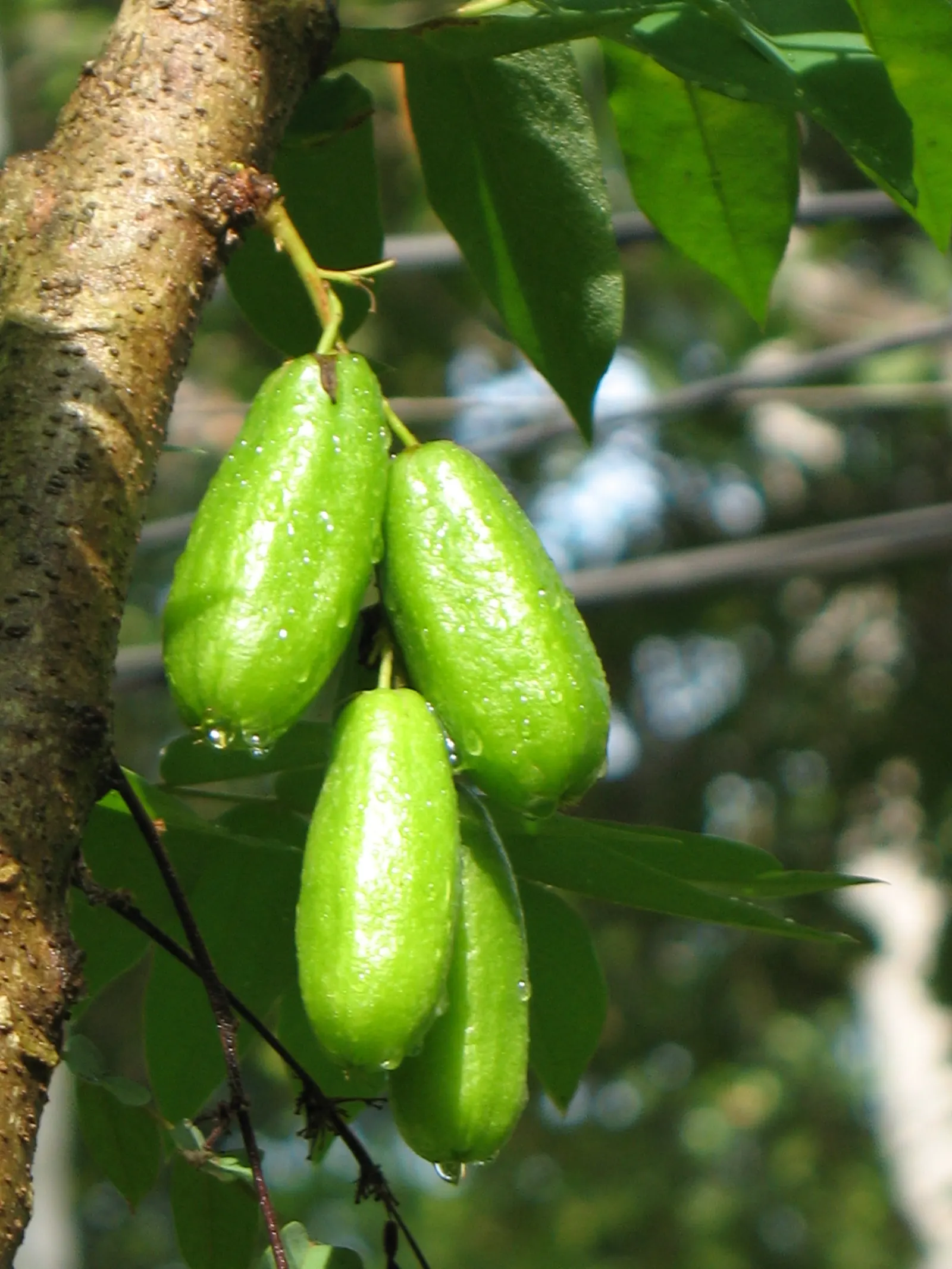 Cucumber Tree (Magnolia Acuminata) — it boasts large green-yellow blossoms reminiscent of cucumbers before maturing; scientifically named Magnolia, image 101