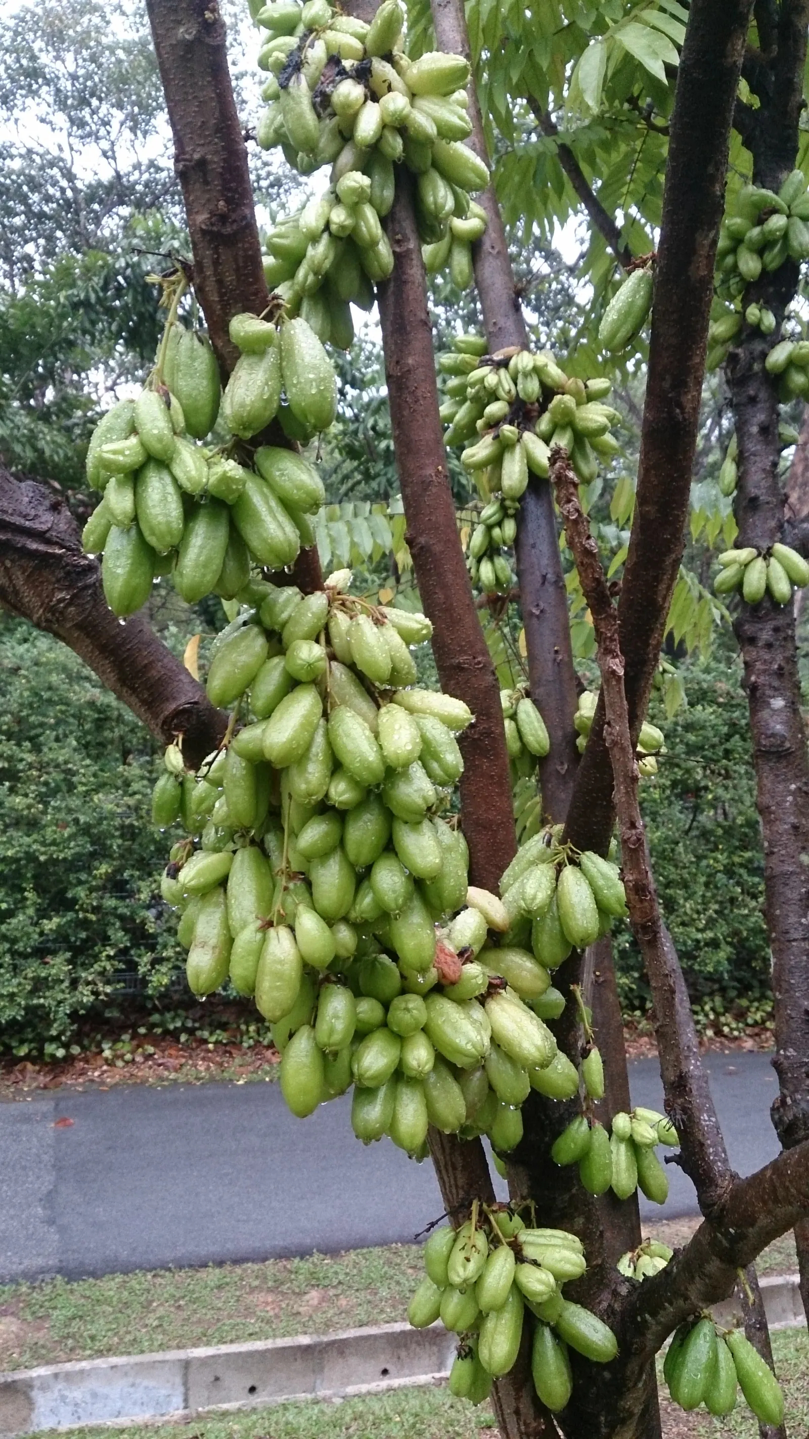 Cucumber Tree (Magnolia Acuminata) — It is hardy in USDA zones 4 through 8; it boasts large green-yellow blossoms reminiscent of cucumbers before, image 97