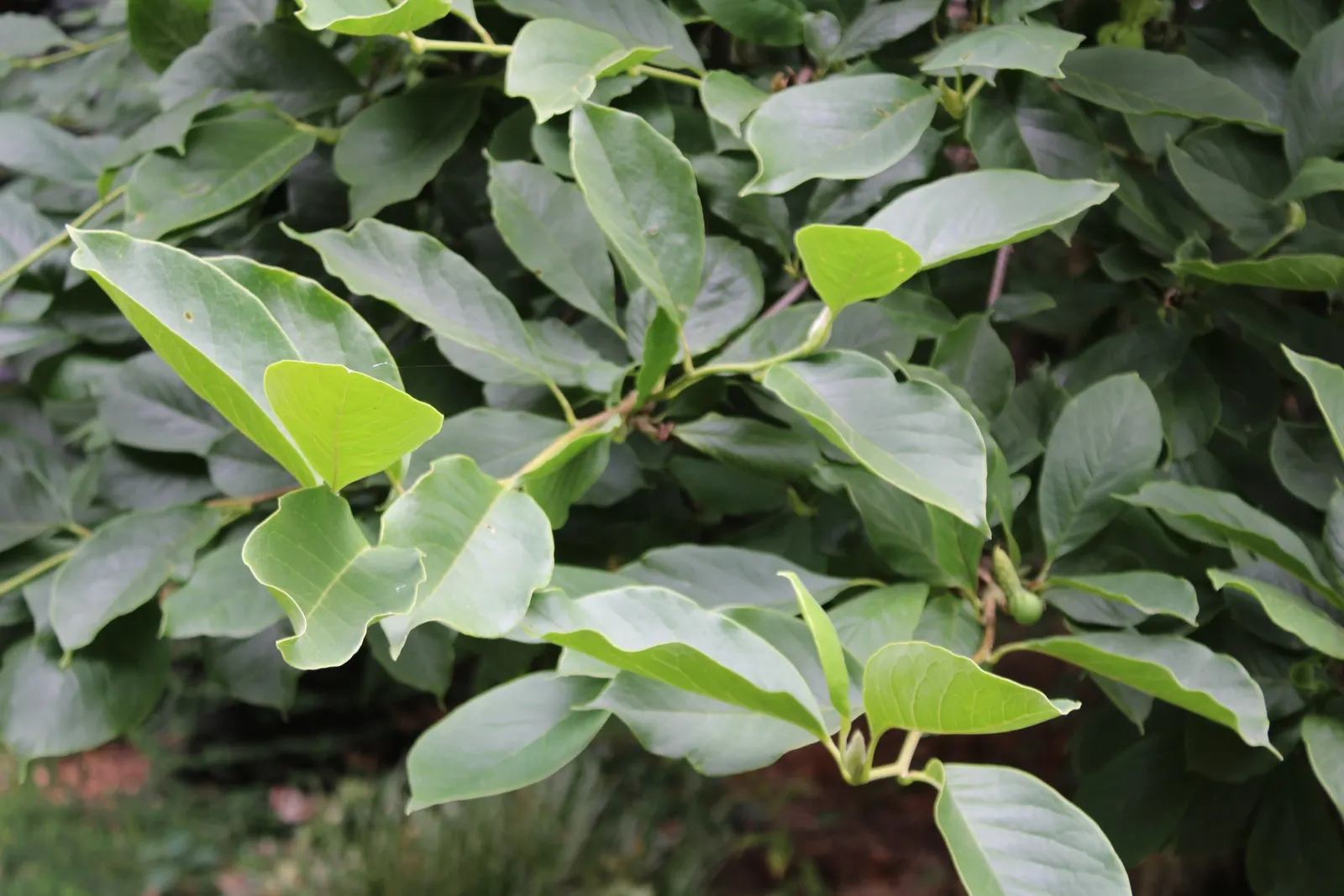 Cucumber Tree (Magnolia Acuminata) — tree with white blooms; which are approximately 2 to 3 inches in diameter