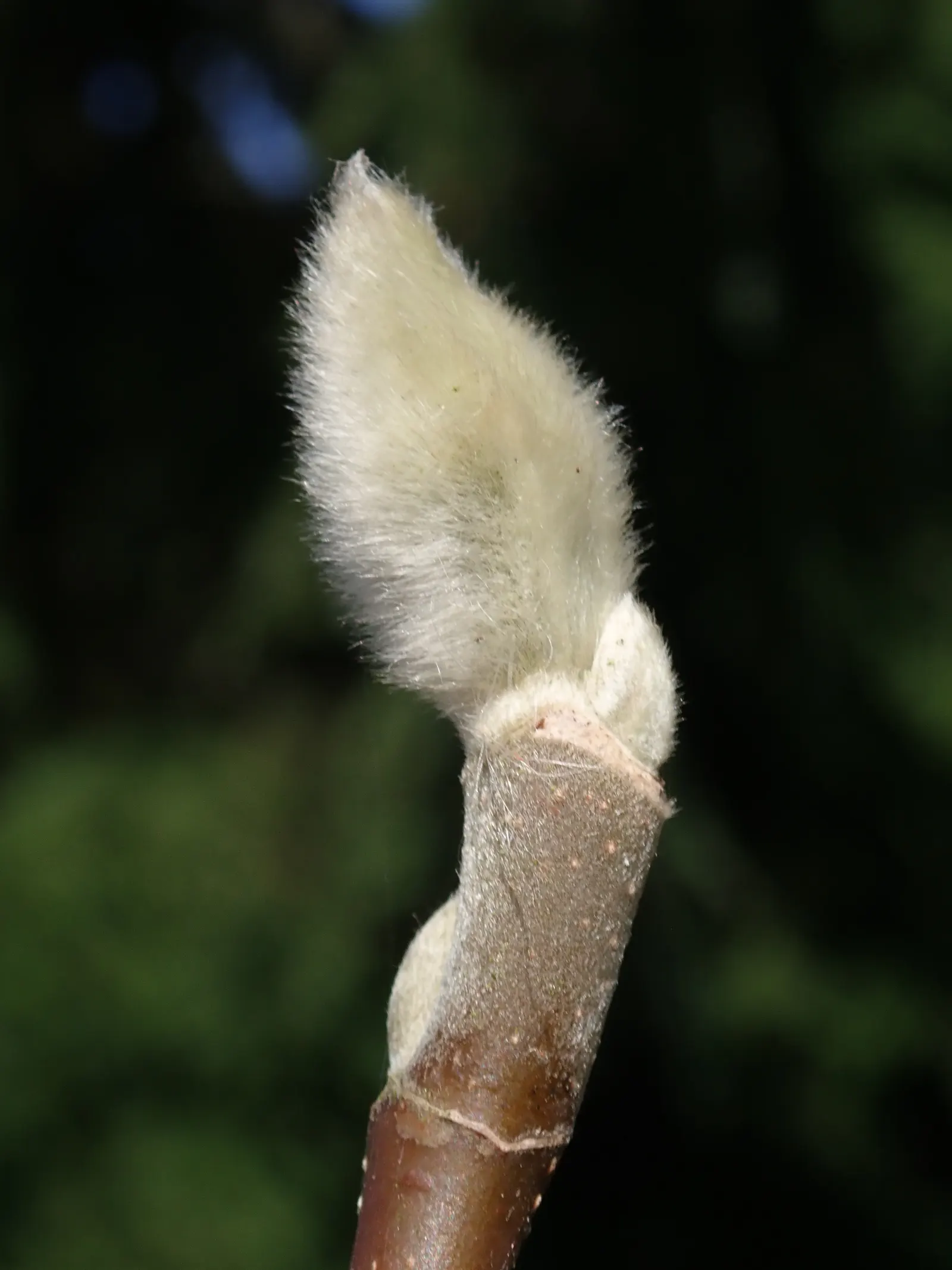 Cucumber Tree (Magnolia Acuminata) — These blossoms give way to cucumber-shaped fruit