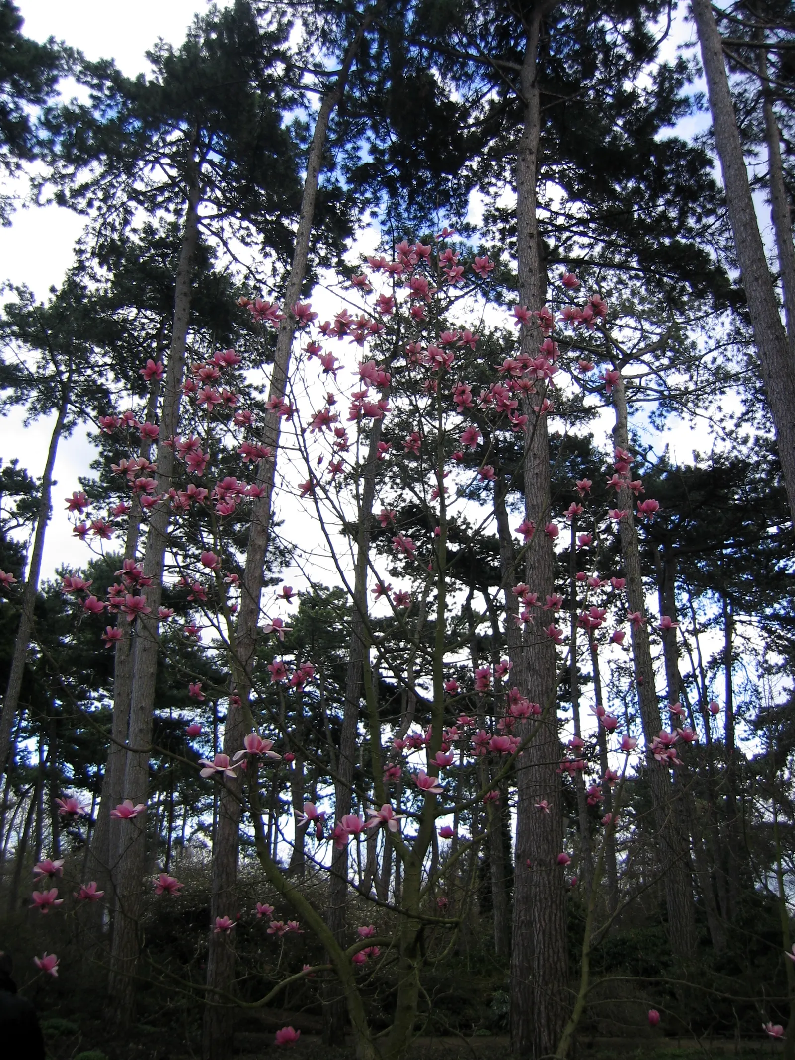 Cucumber Tree (Magnolia Acuminata) — scientifically named Magnolia acuminata