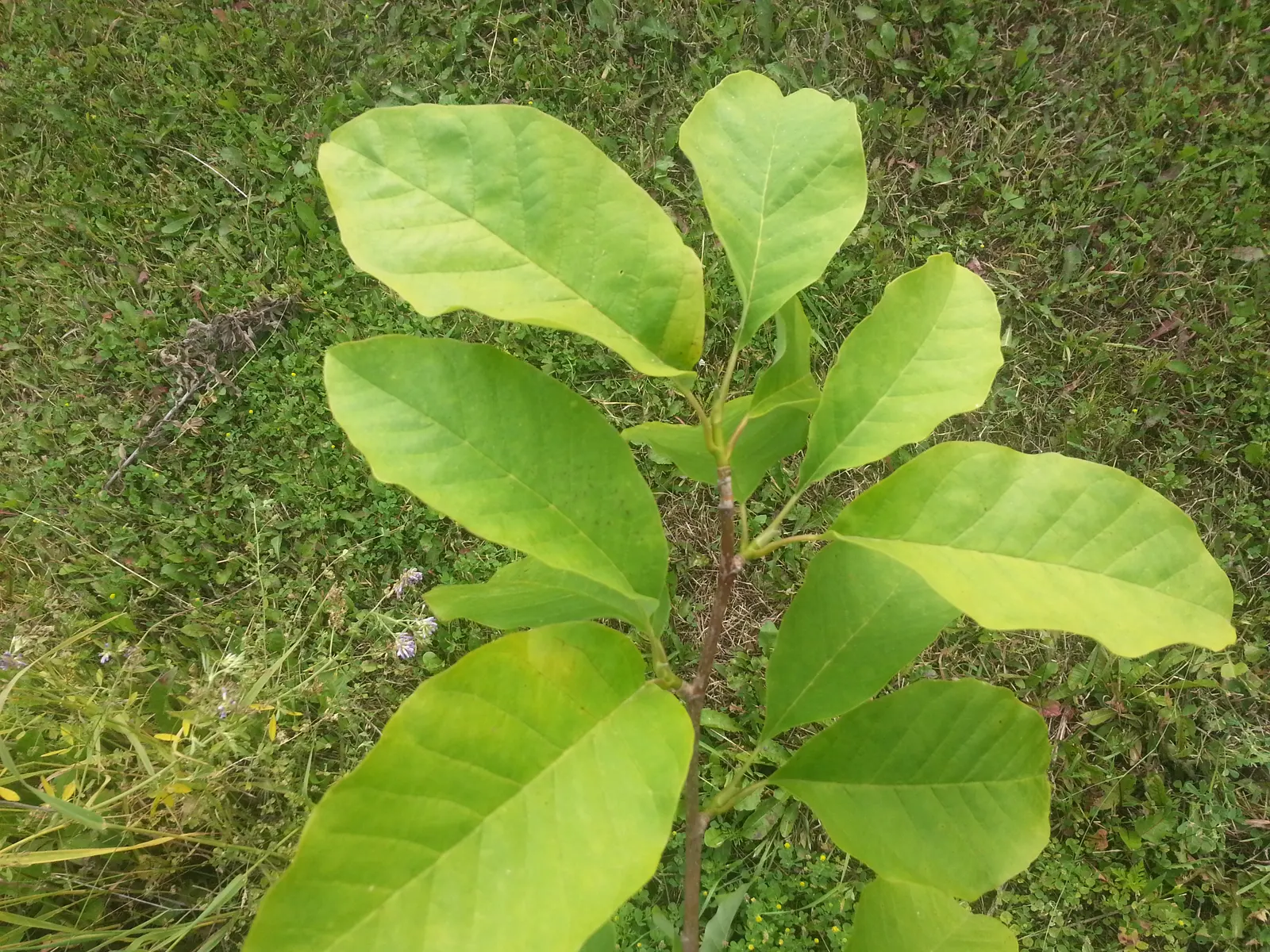 Cucumber Tree (Magnolia Acuminata) — is a majestic deciduous tree native to the eastern United States