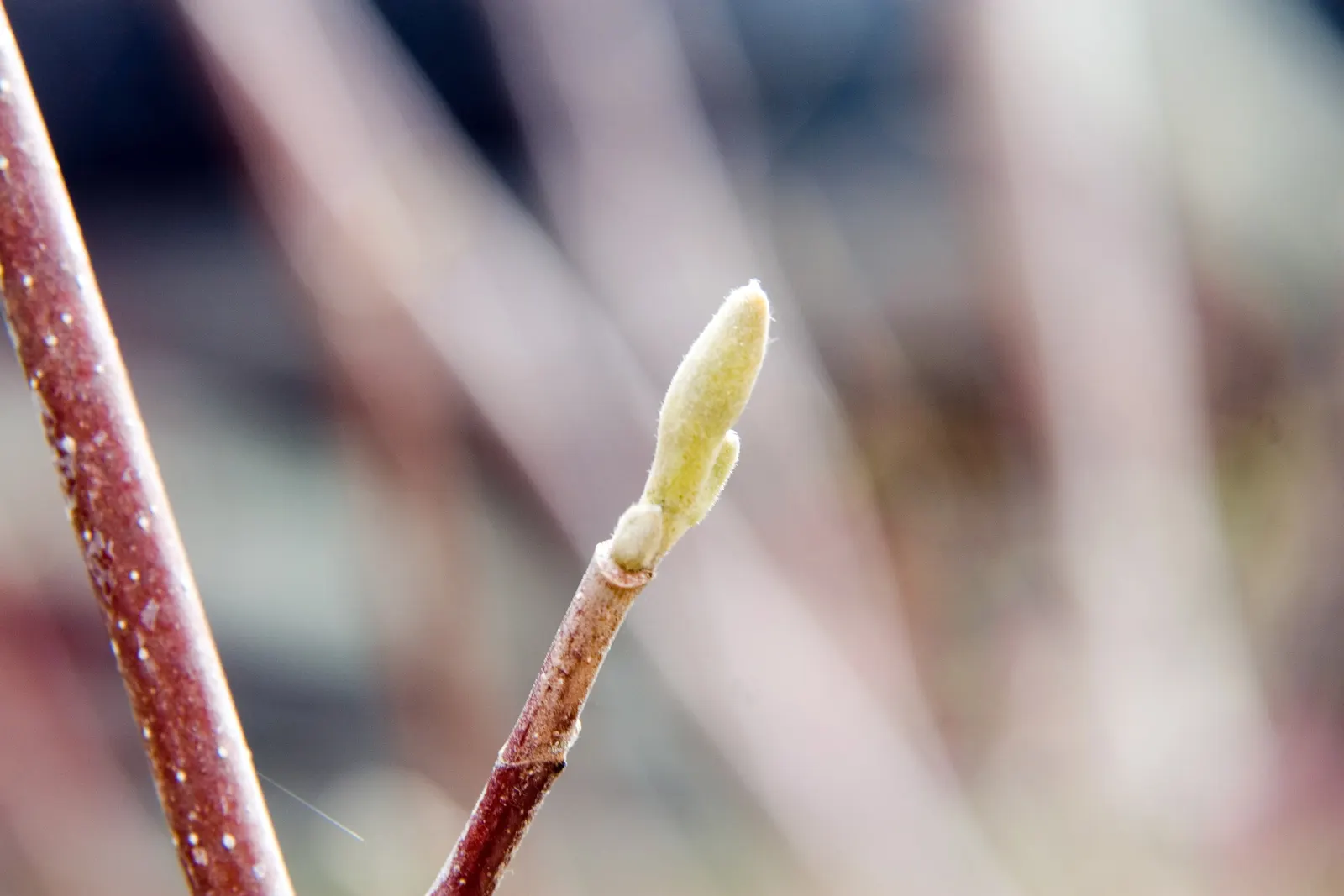 Cucumber Tree (Magnolia Acuminata) — tree for full or half; it is hardy in USDA zones 4 through 8