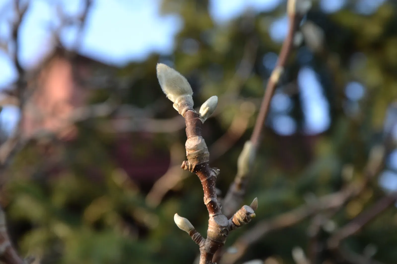 Cucumber Tree (Magnolia Acuminata) — the tree produces peculiar, image 63