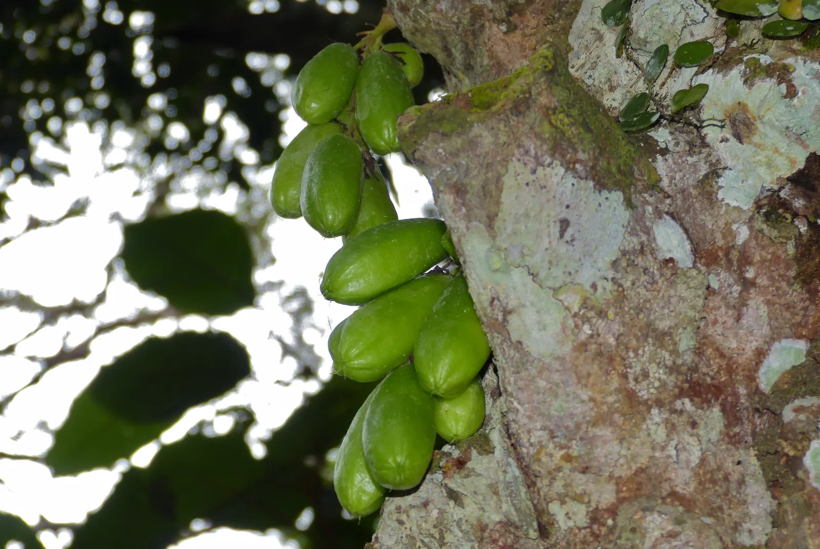 Cucumber Tree (Magnolia Acuminata) — scientifically named Magnolia acuminata; tree for full or half