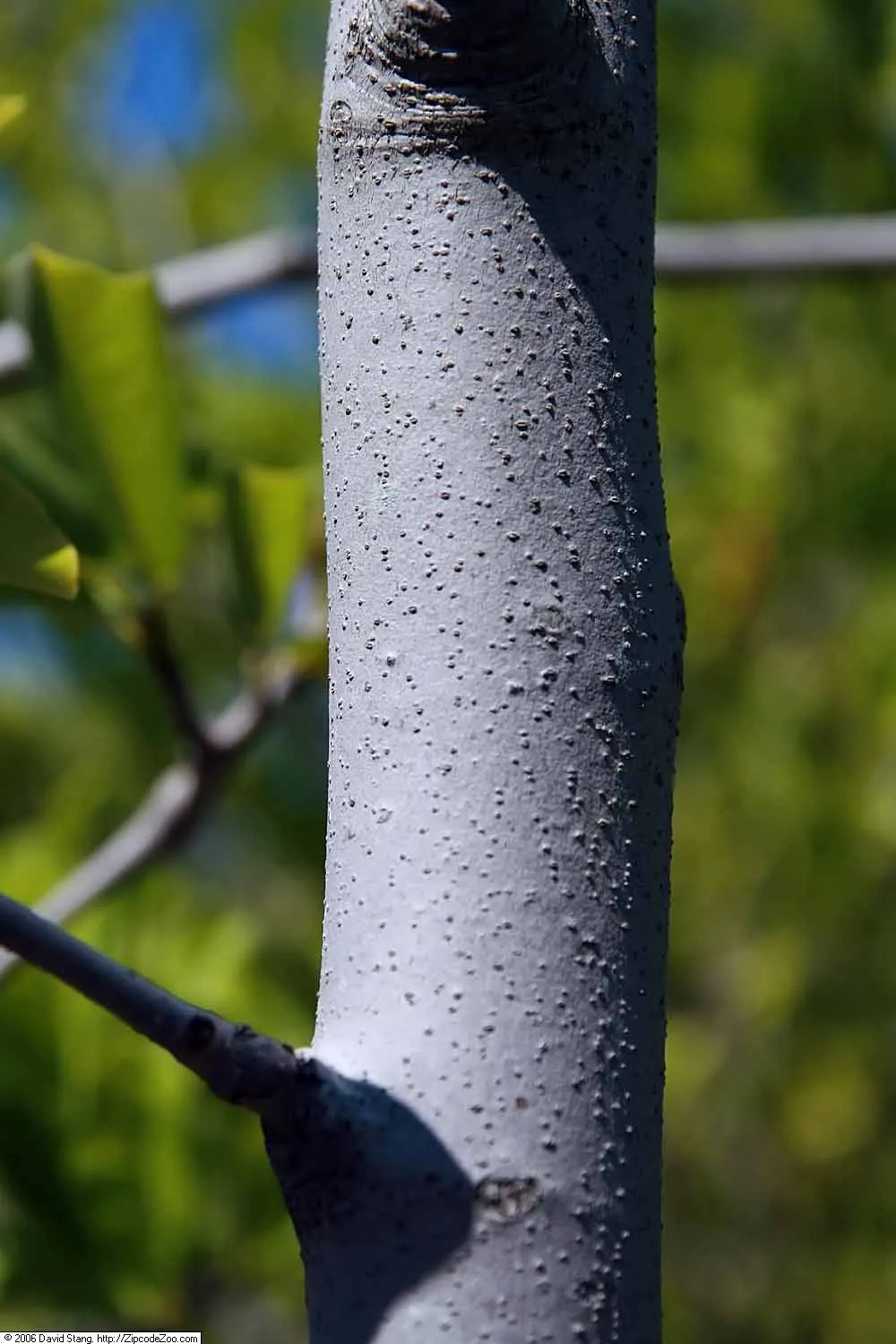 Cucumber Tree (Magnolia Acuminata) — each reaching 5 to 10 inches long; consider its size and growth rate, image 110