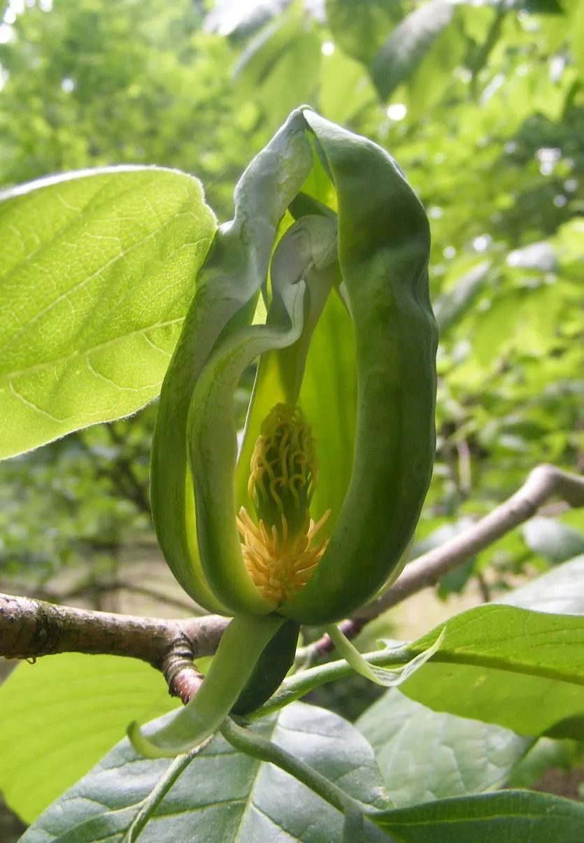 Cucumber Tree (Magnolia Acuminata) — It's relatively low-maintenance once established and provides excellent shade; is a majestic deciduous tree, image 69