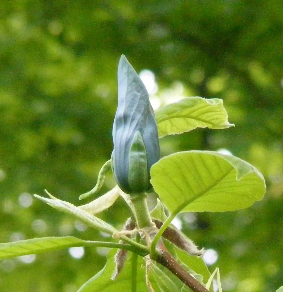 Cucumber Tree (Magnolia Acuminata) — scientifically named Magnolia acuminata; tree for full or half, image 79