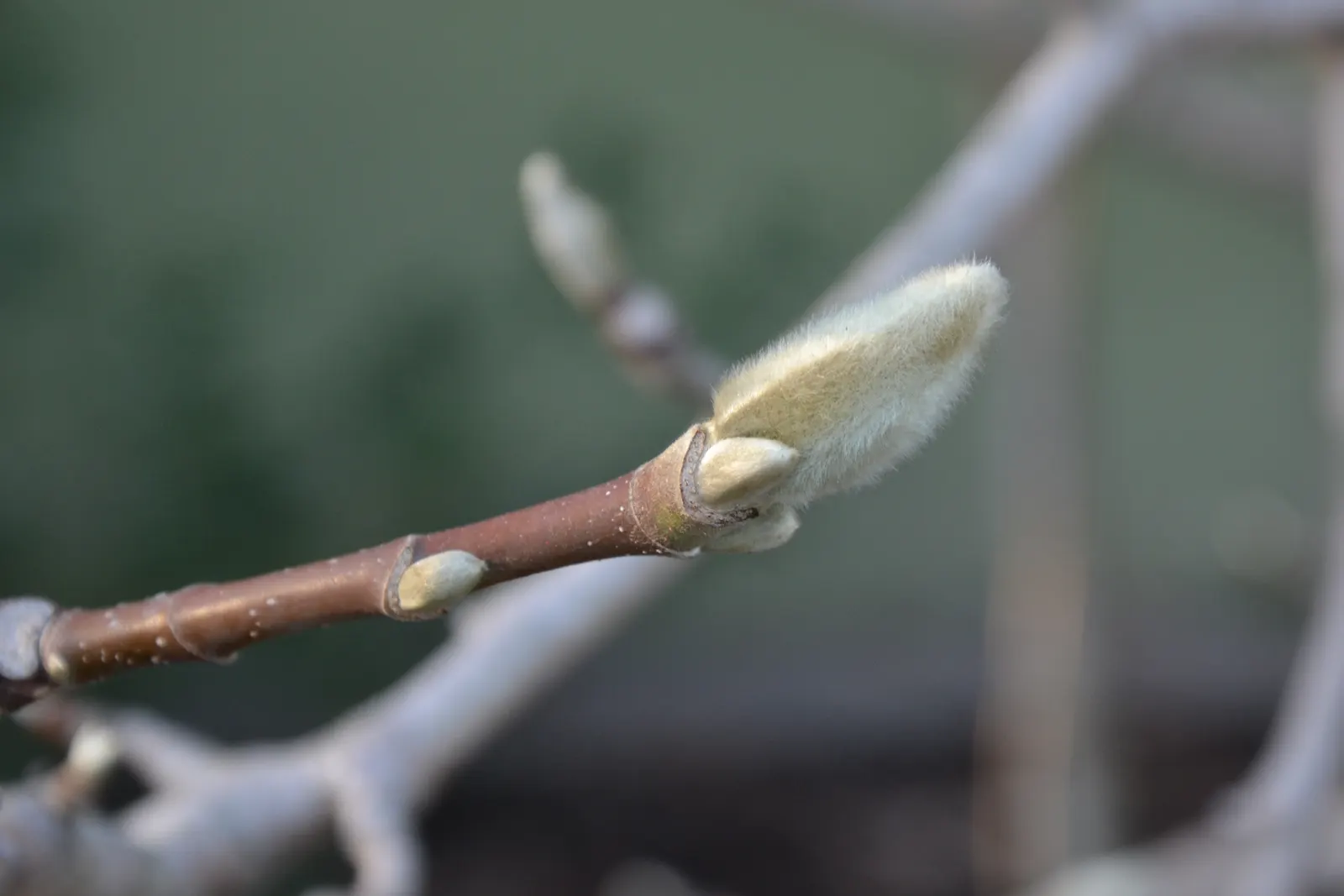 Cucumber Tree (Magnolia Acuminata) — It is hardy in USDA zones 4 through 8; it boasts large green-yellow blossoms reminiscent of cucumbers before maturing