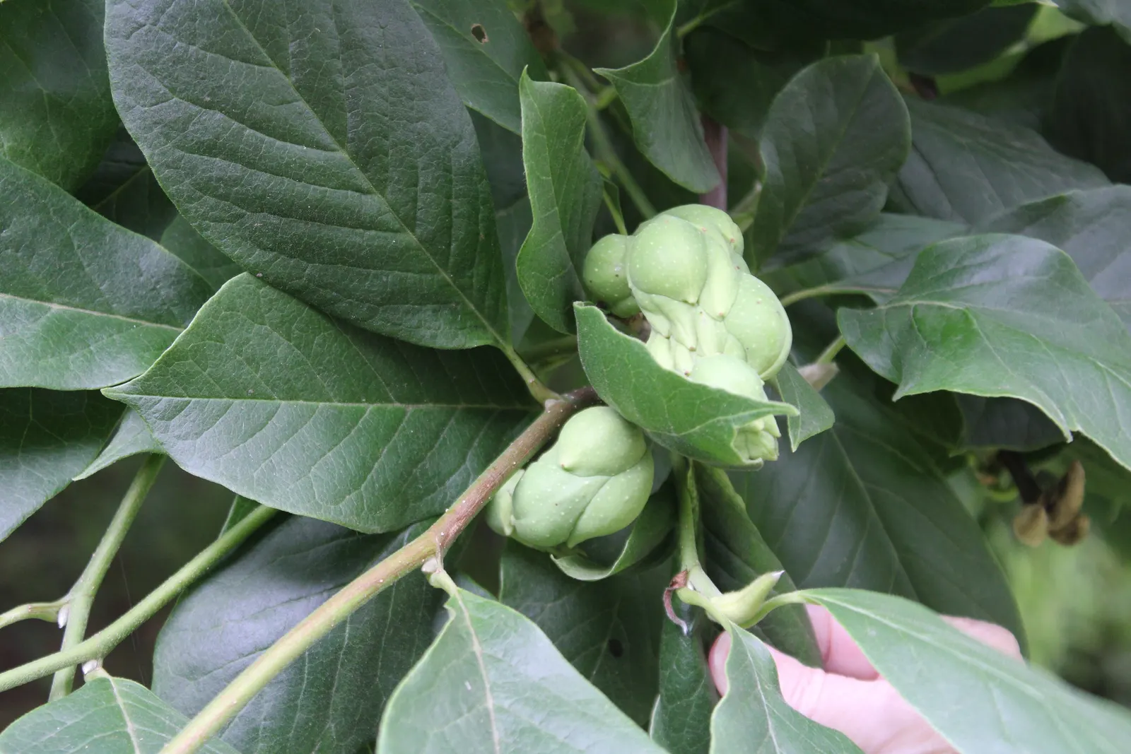 Cucumber Tree (Magnolia Acuminata) — It is hardy in USDA zones 4 through 8