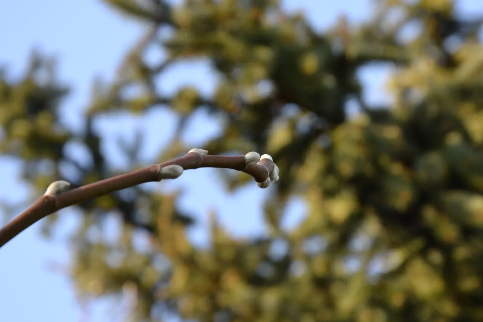 Cucumber Tree (Magnolia Acuminata) — This species stands out in landscape design for its grand stature