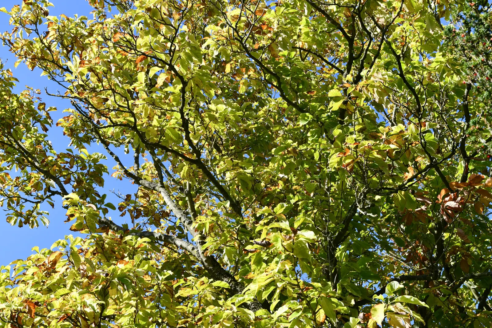Cucumber Tree (Magnolia Acuminata) — is a majestic deciduous tree native to the eastern United States; typically reaching between 50 to 70 feet in, image 55