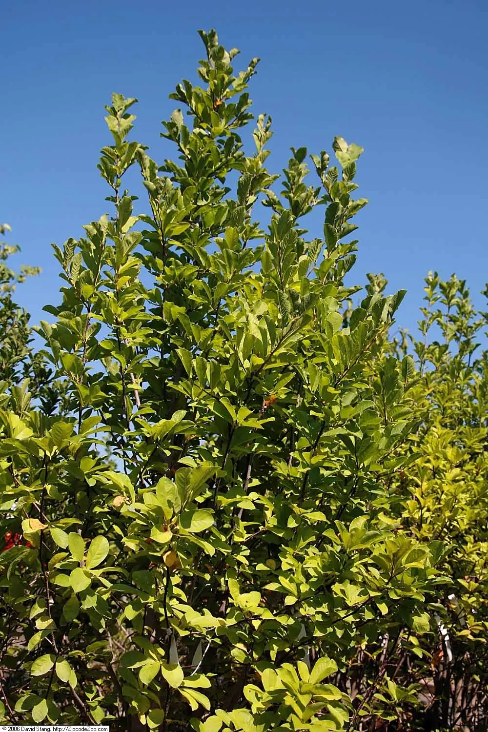 Cucumber Tree (Magnolia Acuminata) — with a spread of 25 to 35 feet at maturity; oblong leaves and a late spring to early summer blooming period, image 58