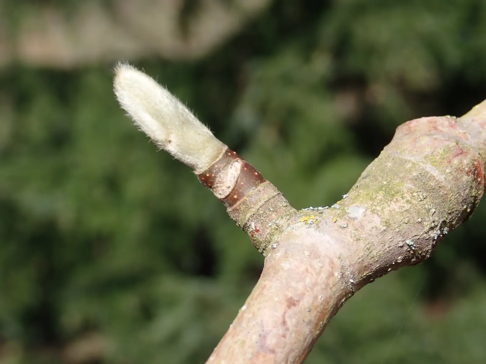 Cucumber Tree (Magnolia Acuminata) — typically reaching between 50 to 70 feet in height; ensuring it can serve as a splendid focal point or a, image 107