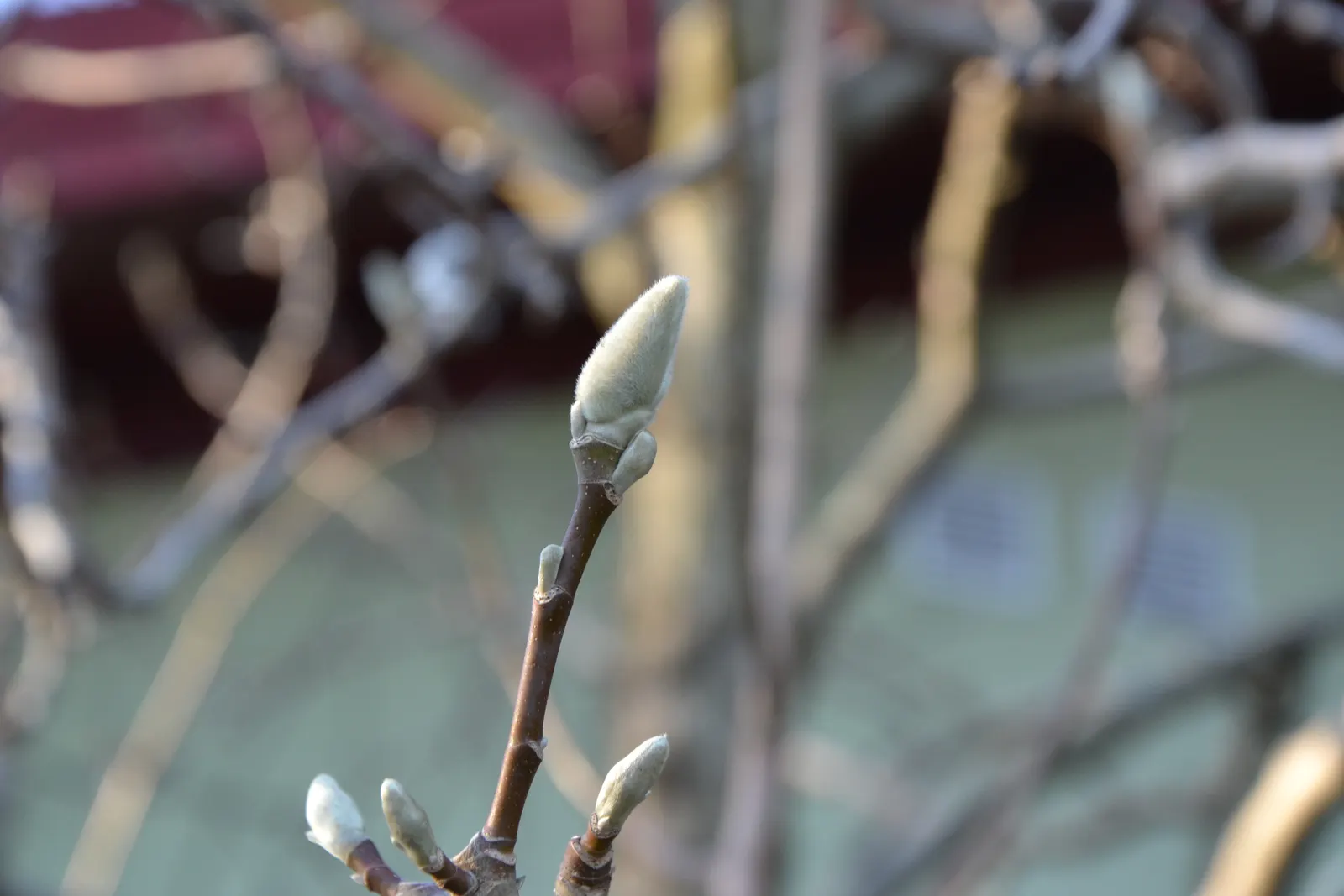 Cucumber Tree (Magnolia Acuminata) — scientifically named Magnolia acuminata; tree for full or half, image 54