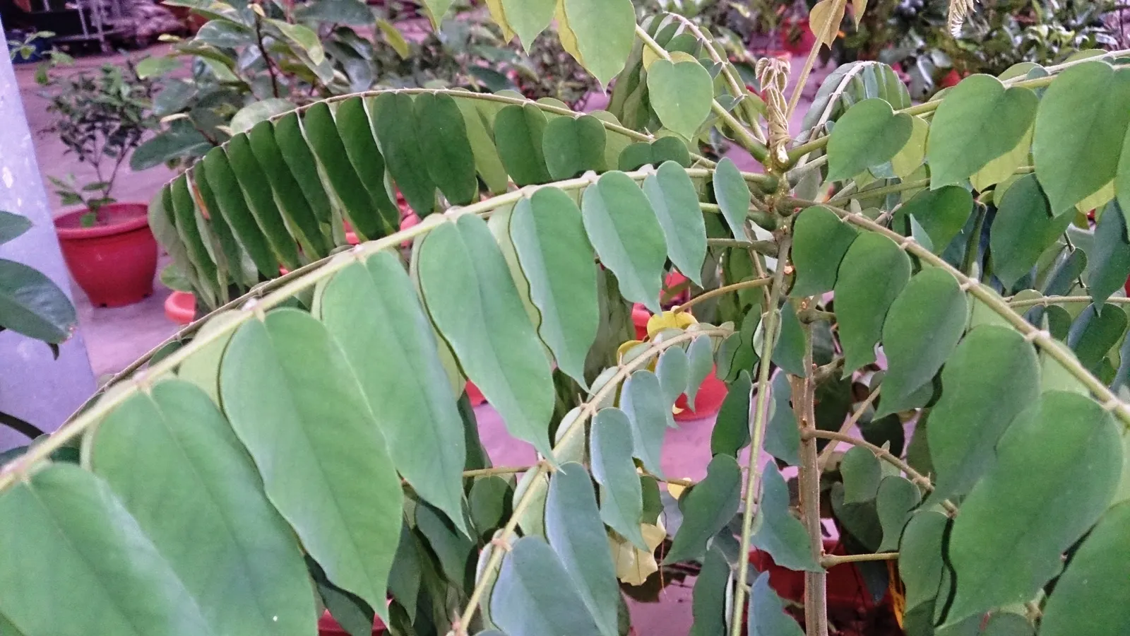 Cucumber Tree (Magnolia Acuminata) — This species stands out in landscape design for its grand stature; inconspicuous greenish-yellow flowers, image 81