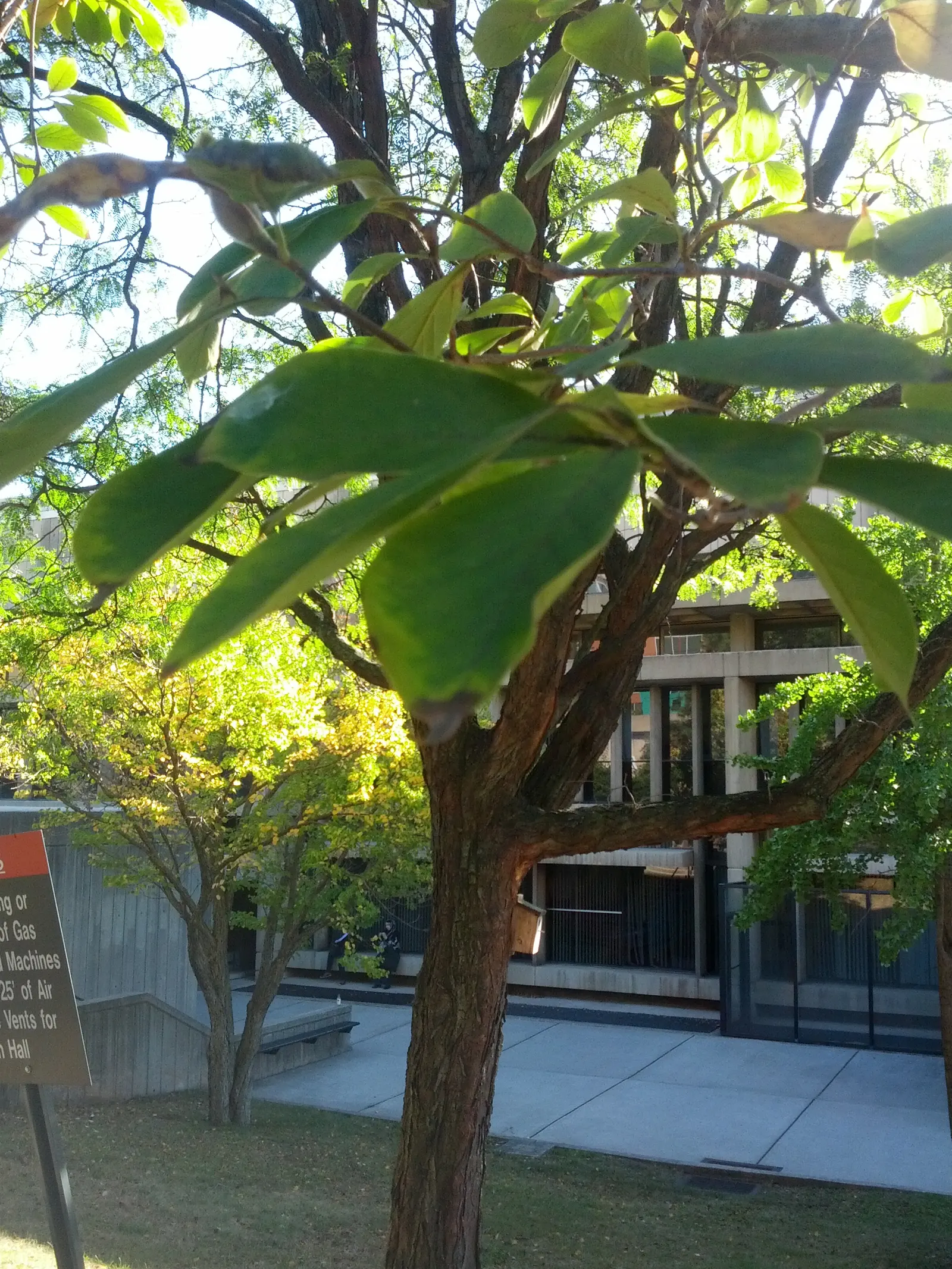 Cucumber Tree (Magnolia Acuminata) — These blossoms give way to cucumber-shaped fruit; the tree has a pyramidal to rounded crown with straight