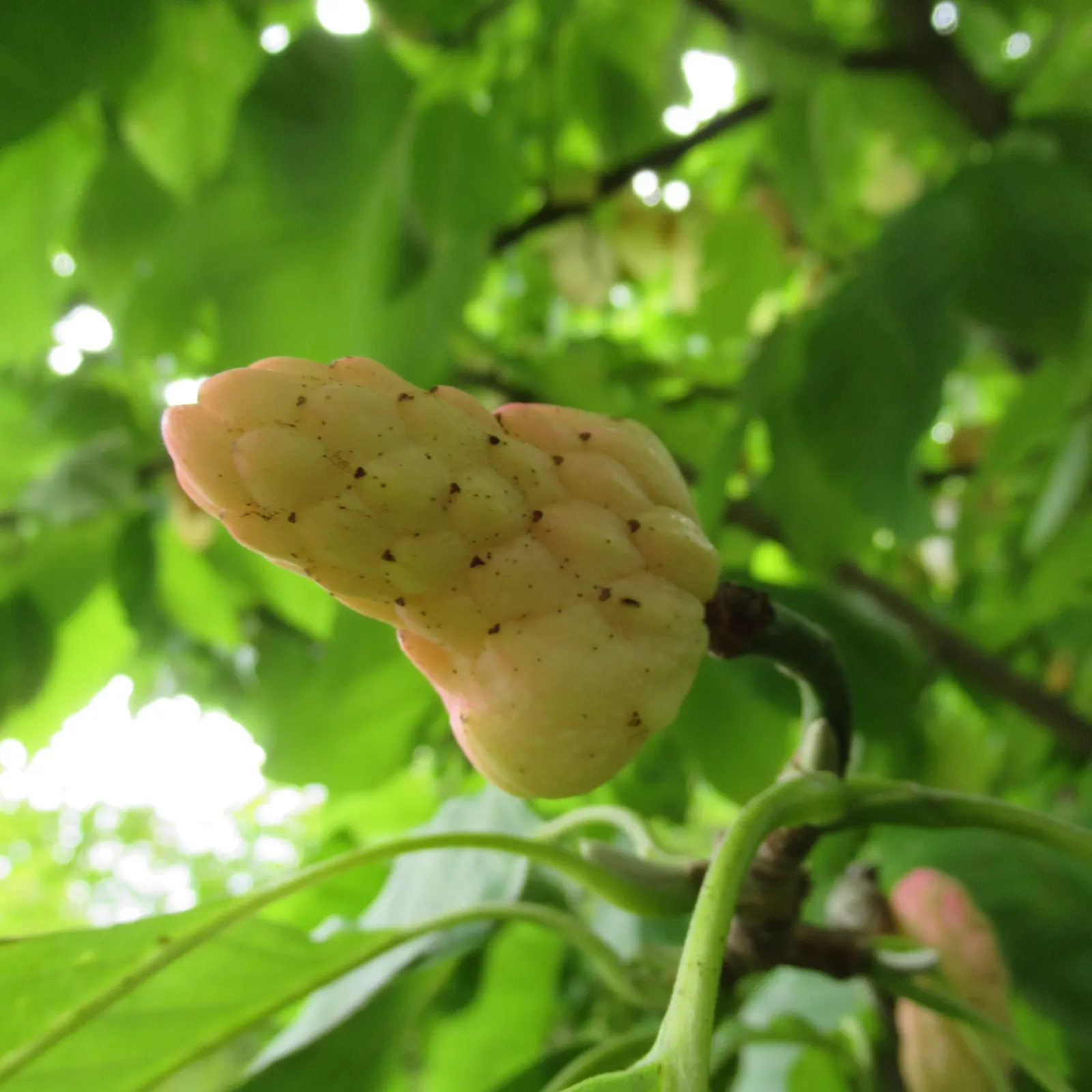 Cucumber Tree (Magnolia Acuminata) — with a spread of 25 to 35 feet at maturity; oblong leaves and a late spring to early summer blooming period