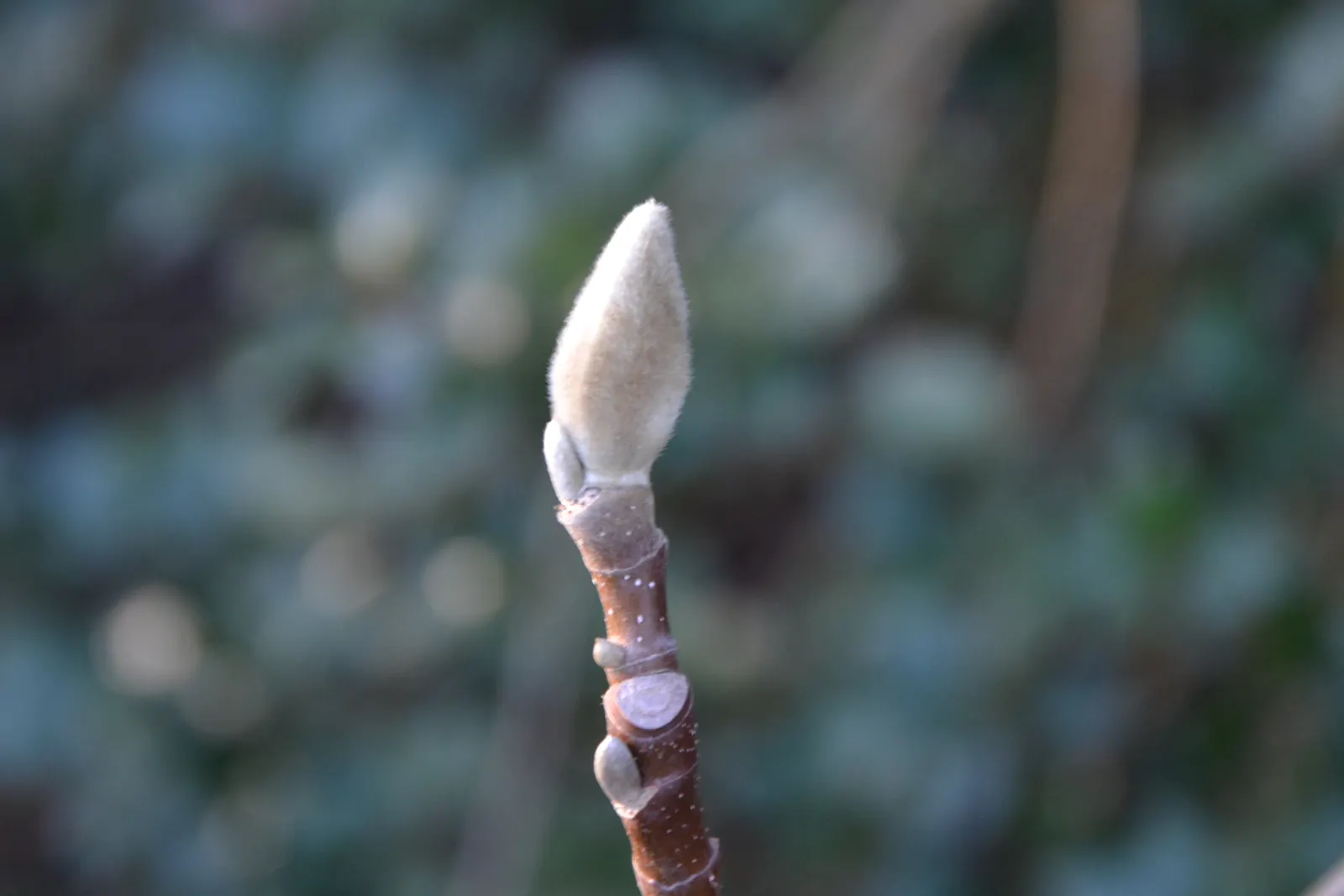 Cucumber Tree (Magnolia Acuminata) — It is hardy in USDA zones 4 through 8; it boasts large green-yellow blossoms reminiscent of cucumbers before, image 72