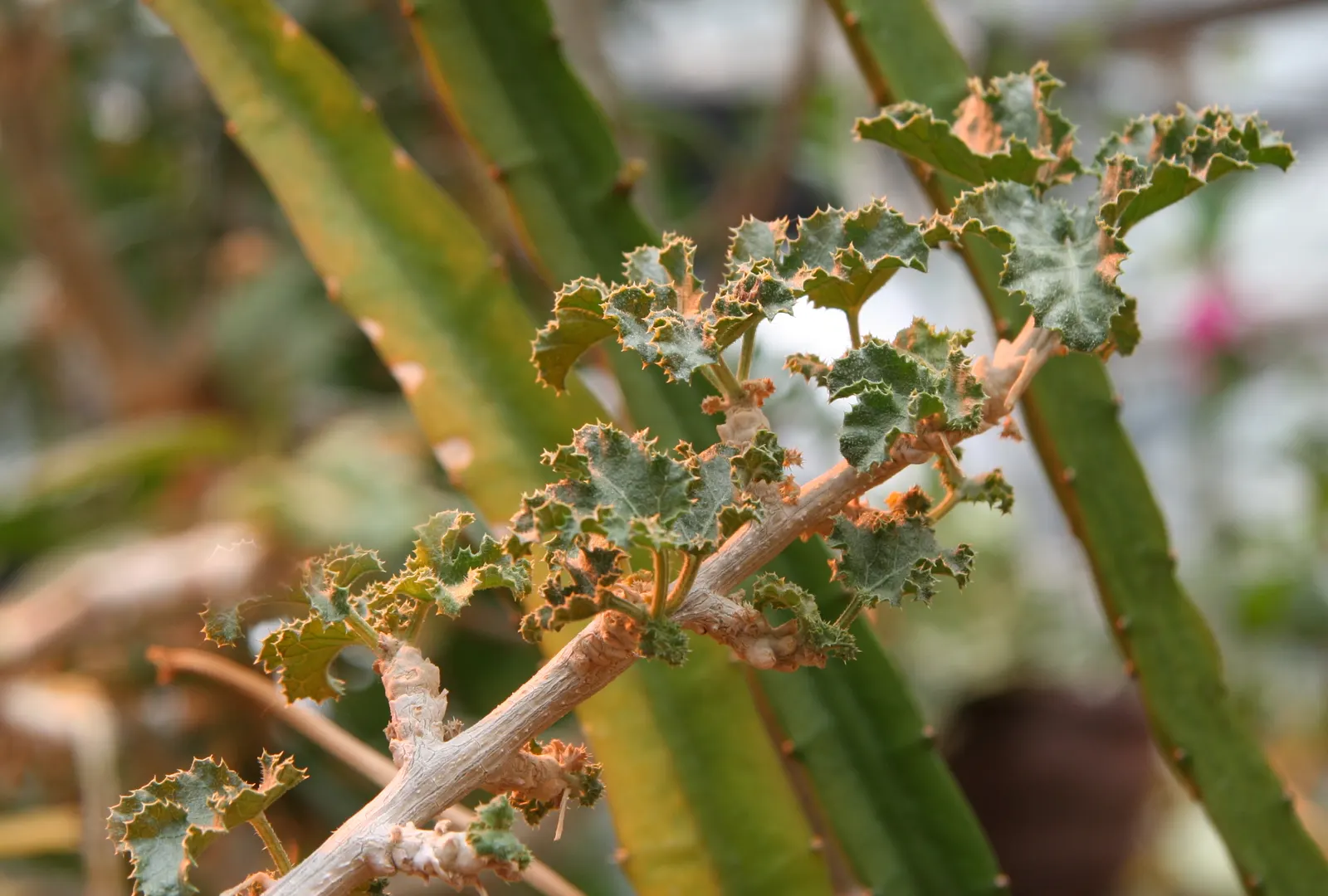 Cucumber Tree (Magnolia Acuminata) — each reaching 5 to 10 inches long