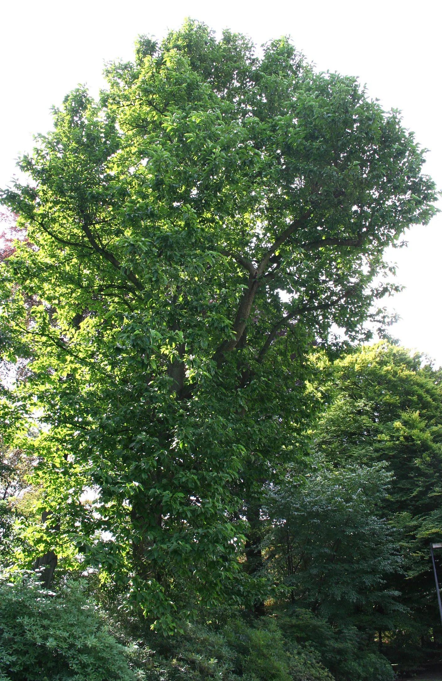 Cucumber Tree (Magnolia Acuminata) — white flowers in the garden; with a spread of 25 to 35 feet at maturity, image 73