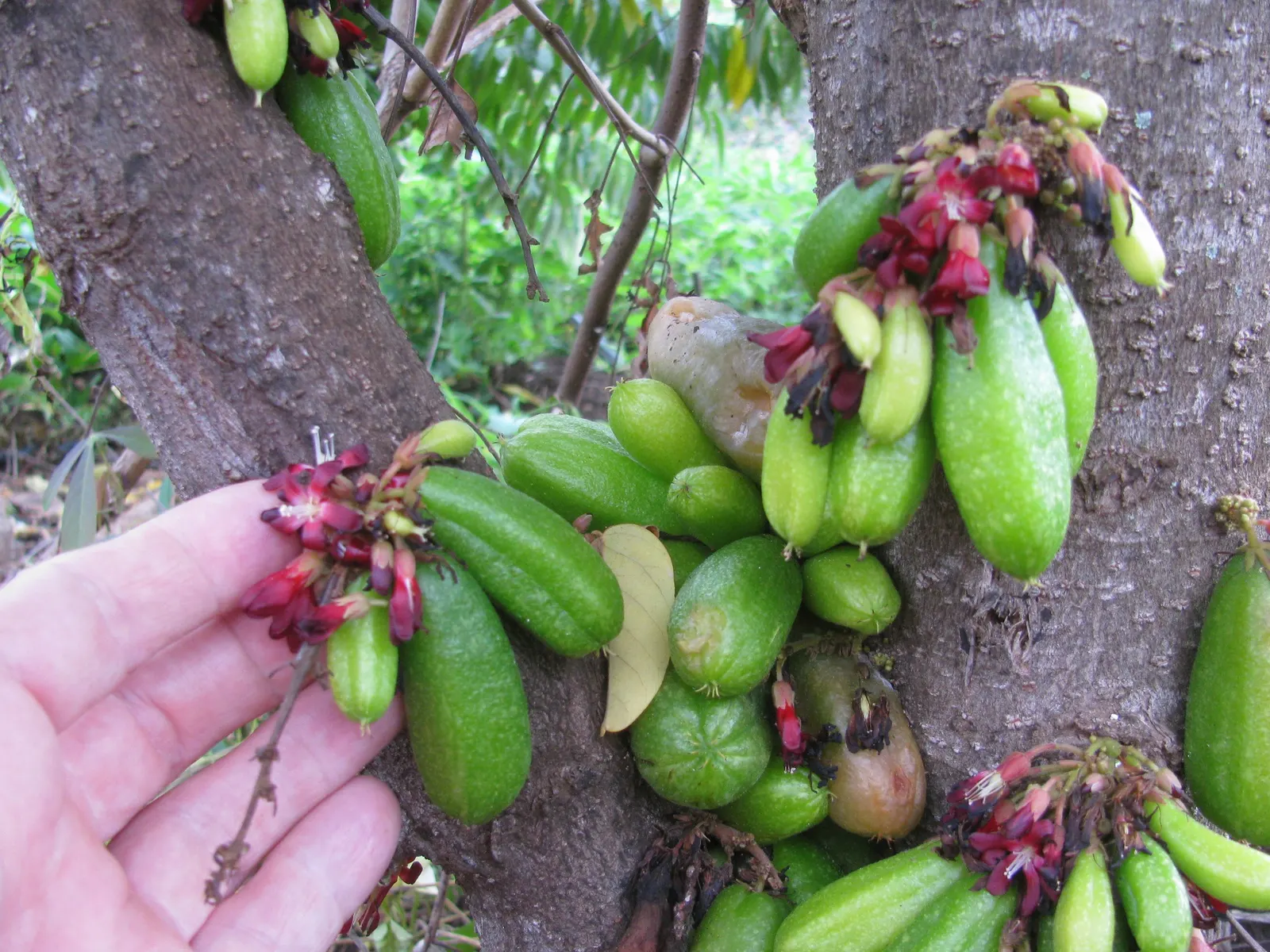 Cucumber Tree (Magnolia Acuminata) — Ideal for temperate zones; glossy green hue on the upper surface and a paler green underneath, image 77