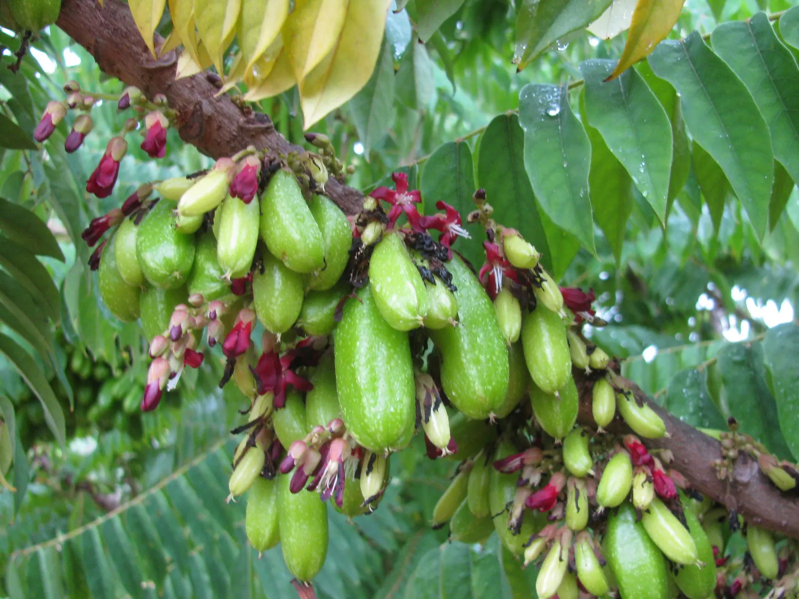 Cucumber Tree (Magnolia Acuminata) — consider its size and growth rate; these blossoms give way to cucumber-shaped fruit, image 92
