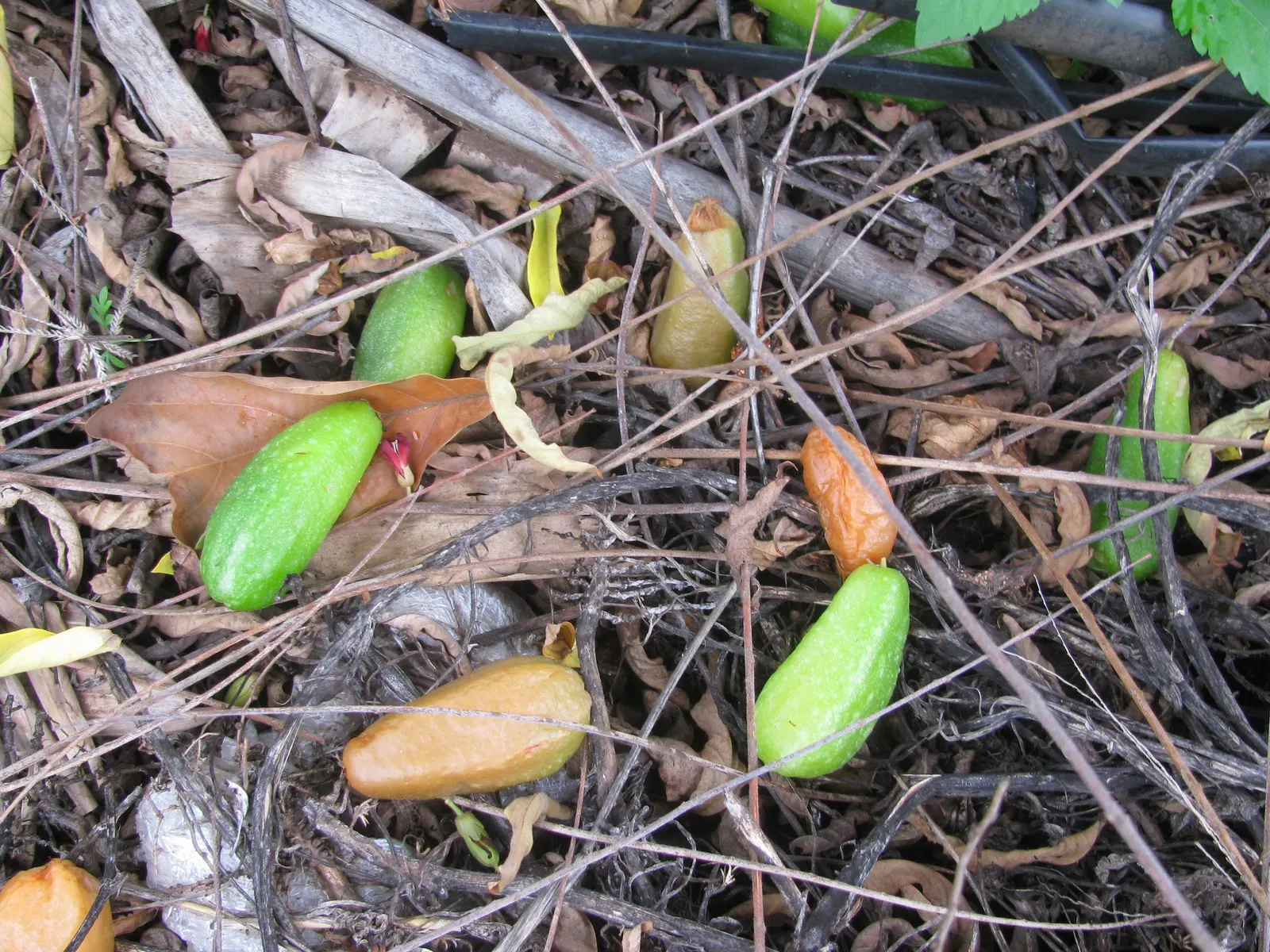 Cucumber Tree (Magnolia Acuminata) — is a majestic deciduous tree native to the eastern United States; typically reaching between 50 to 70 feet in height