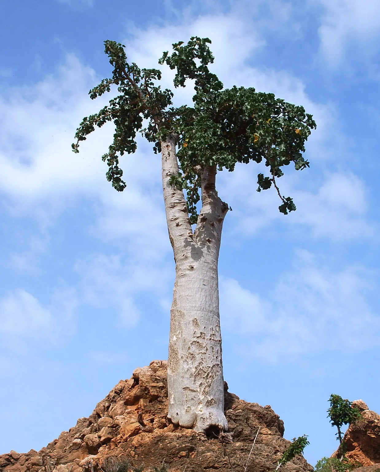 Cucumber Tree (Magnolia Acuminata) — with a spread of 25 to 35 feet at maturity; oblong leaves and a late spring to early summer blooming period, image 108