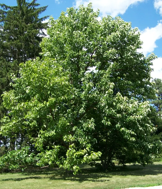 Cucumber Tree (Magnolia Acuminata) — tree with white blooms; which are approximately 2 to 3 inches in diameter, image 74