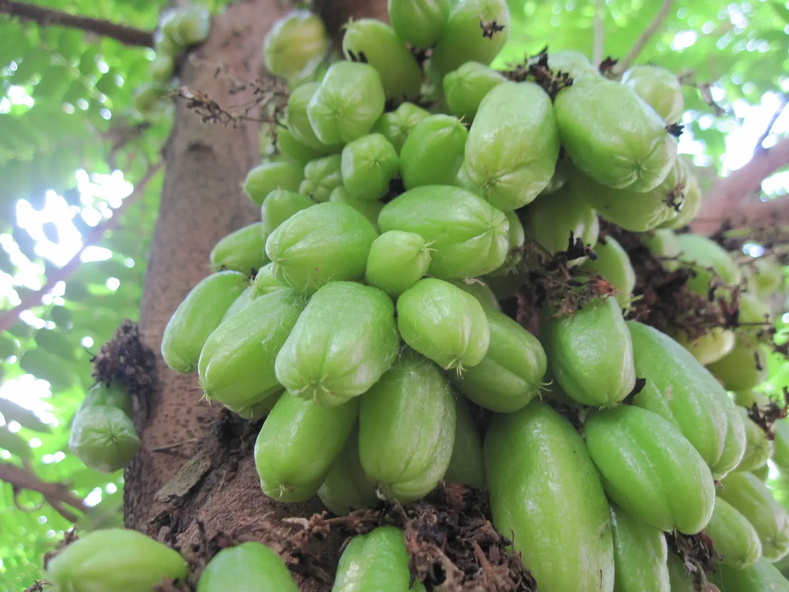Cucumber Tree (Magnolia Acuminata) — oblong leaves and a late spring to early summer blooming period; the tree prefers full sun to partial shade, image 53