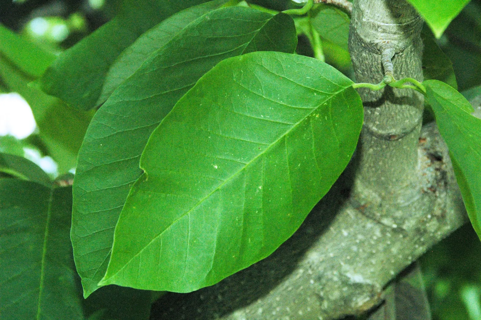 Cucumber Tree (Magnolia Acuminata) — oblong leaves and a late spring to early summer blooming period; the tree prefers full sun to partial shade, image 103