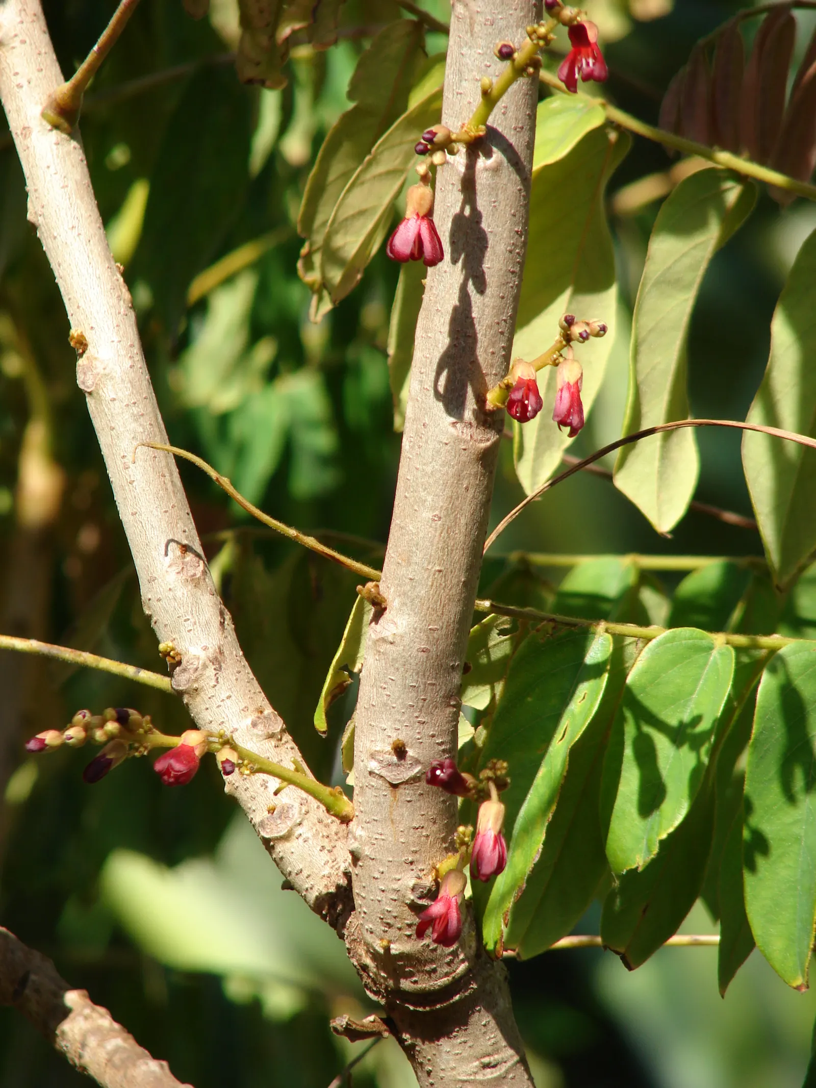 Cucumber Tree (Magnolia Acuminata) — which are approximately 2 to 3 inches in diameter; ideal for temperate zones, image 65