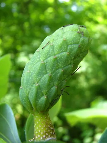 Cucumber Tree (Magnolia Acuminata) — tree with white blooms; which are approximately 2 to 3 inches in diameter, image 99