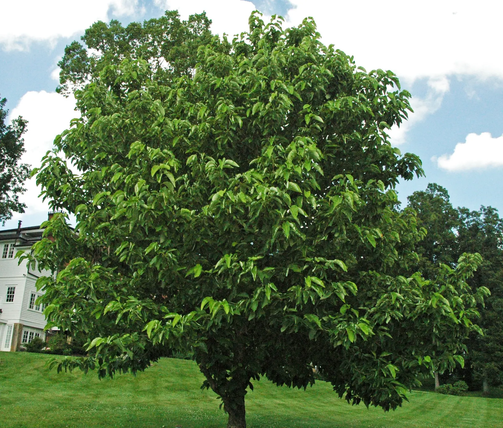 Cucumber Tree (Magnolia Acuminata) — plan for sufficient space to accommodate its mature spread; in late spring to early summer, image 95