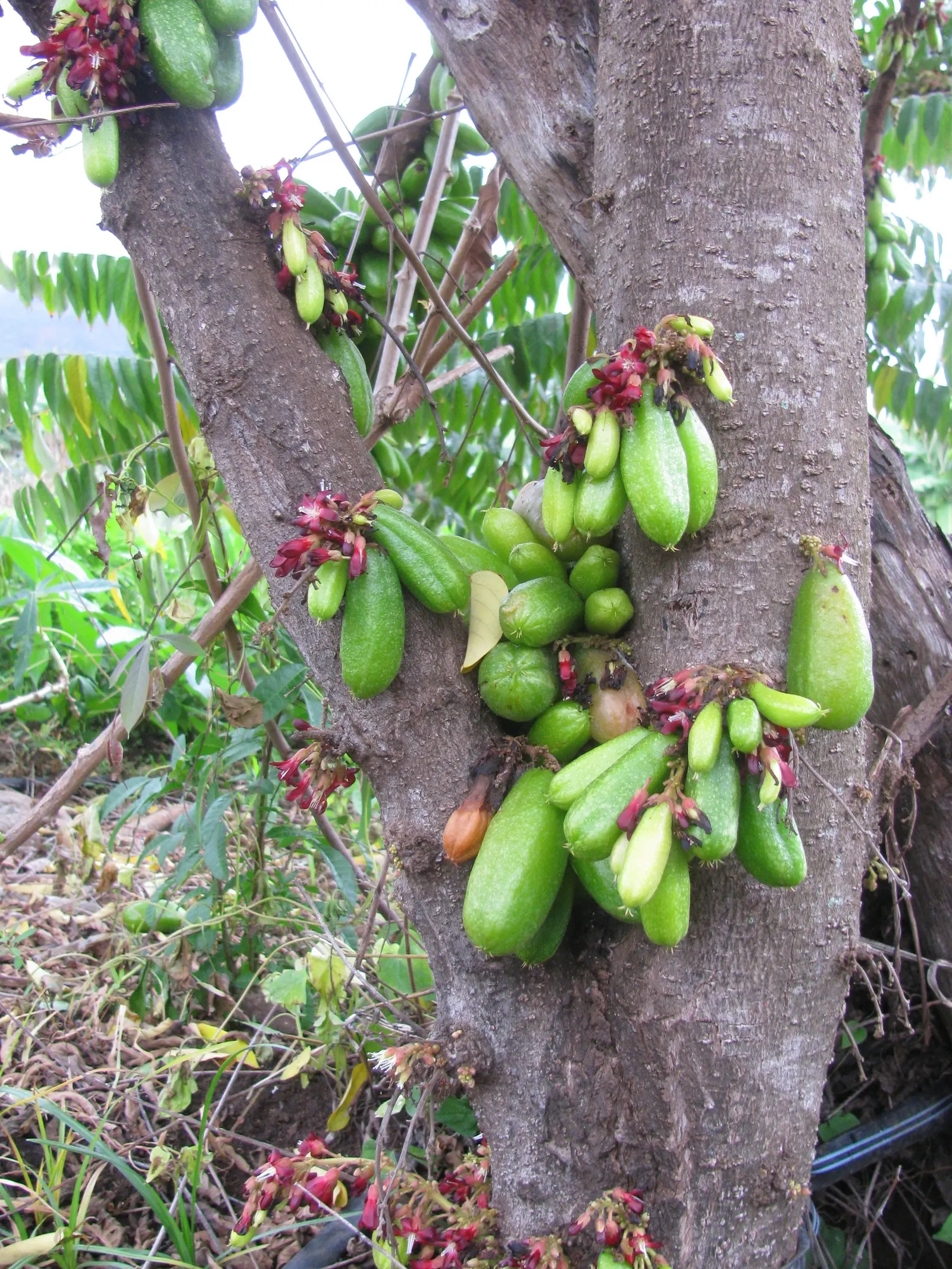 Cucumber Tree (Magnolia Acuminata) — white flowers in the garden; with a spread of 25 to 35 feet at maturity, image 98