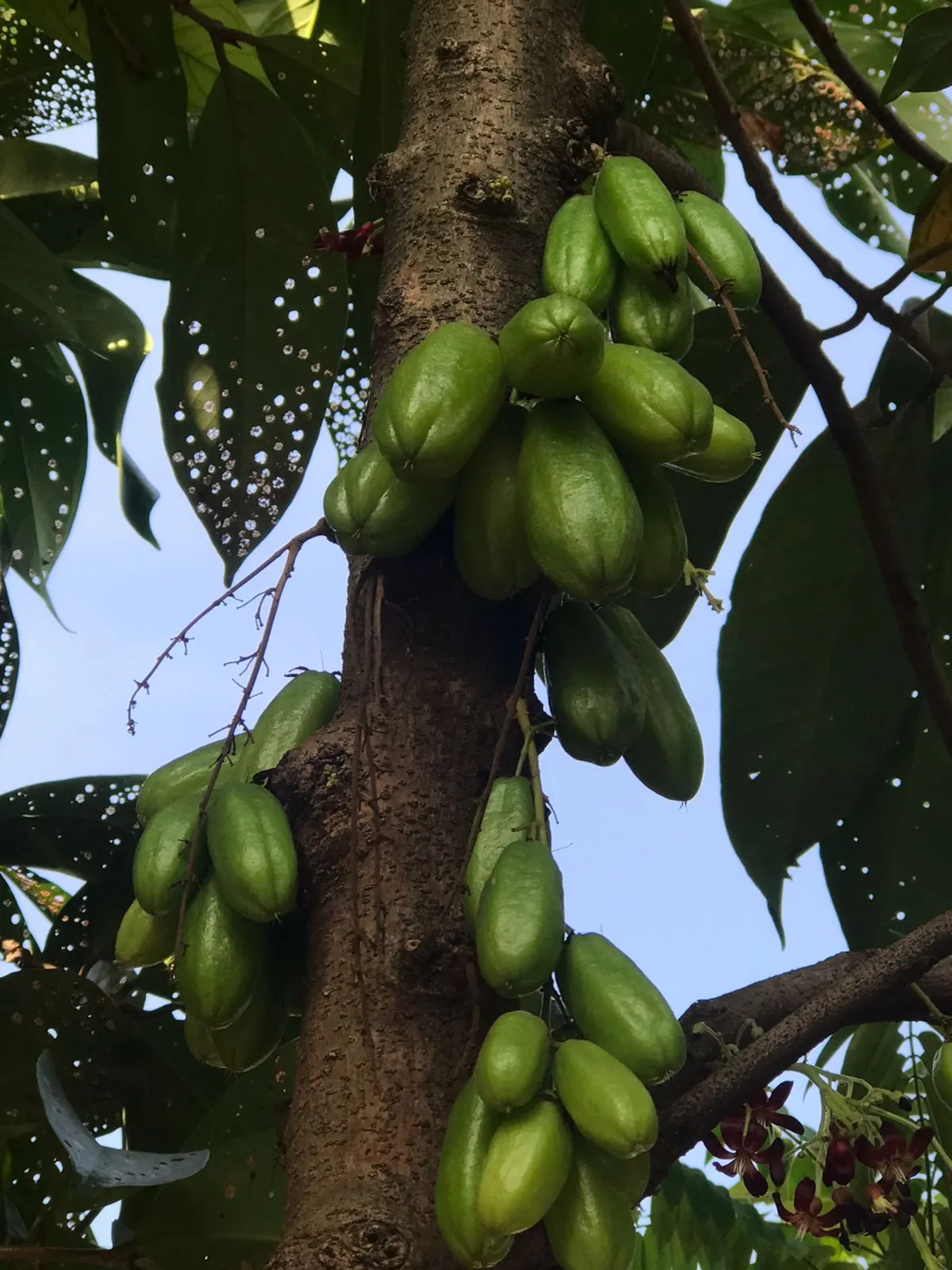 Cucumber Tree (Magnolia Acuminata) — In late spring to early summer; this species stands out in landscape design for its grand stature