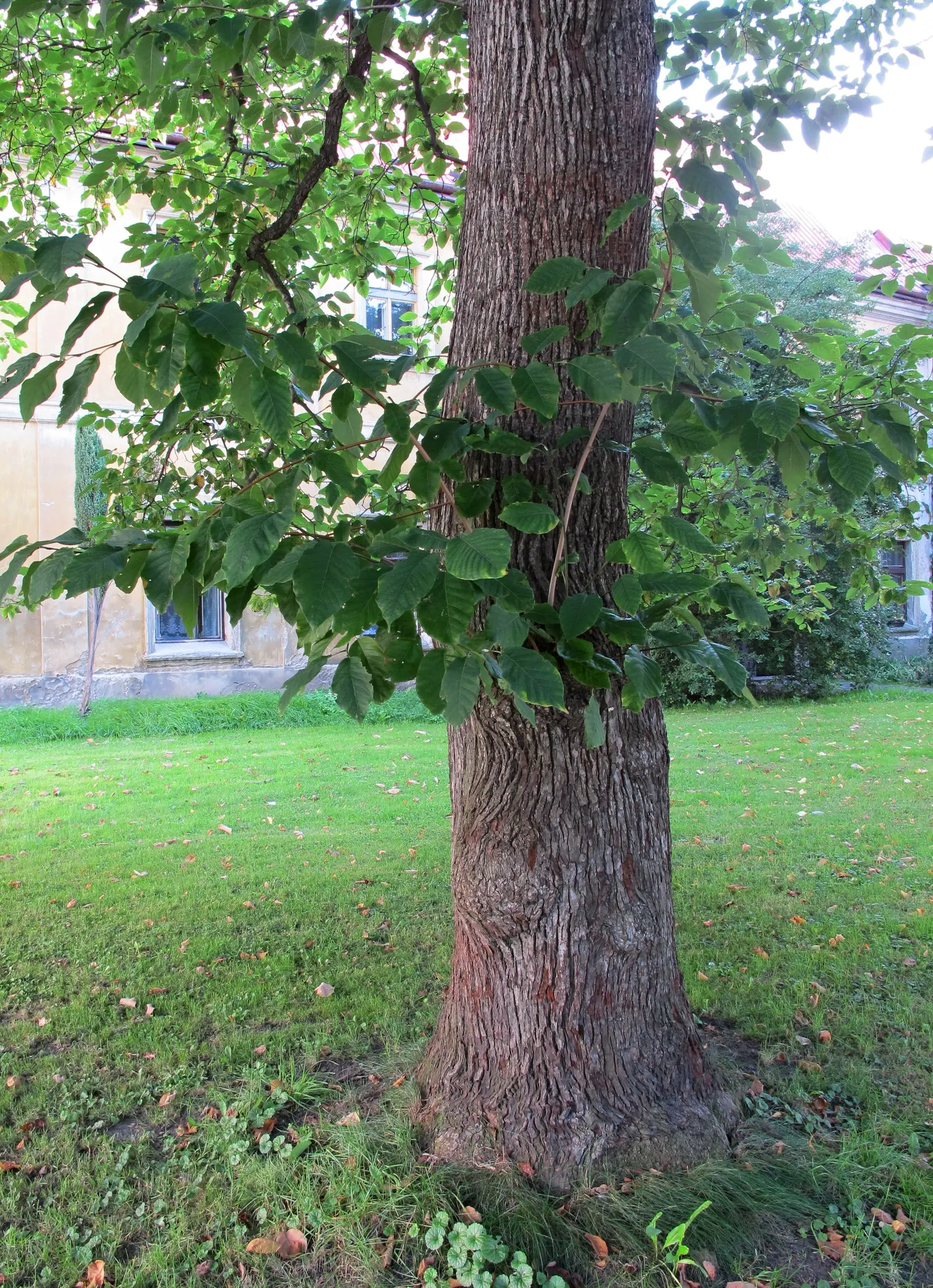 Cucumber Tree (Magnolia Acuminata) — It's relatively low-maintenance once established and provides excellent shade; is a majestic deciduous tree, image 94