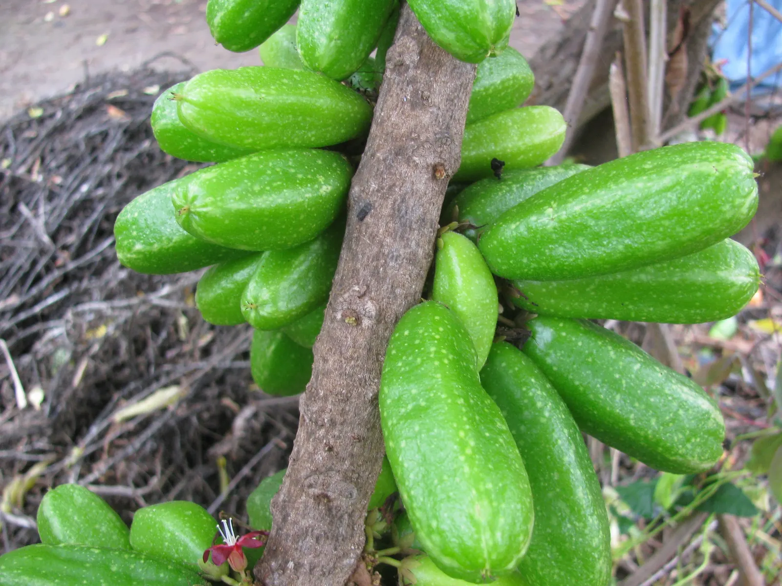 Cucumber Tree (Magnolia Acuminata) — The tree has a pyramidal to rounded crown with straight; each reaching 5 to 10 inches long, image 109