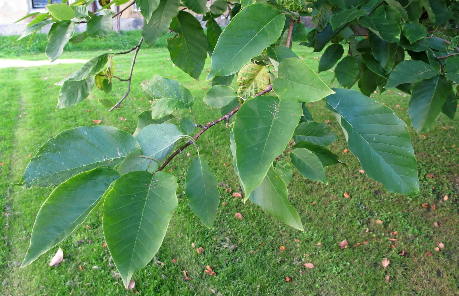 Cucumber Tree (Magnolia Acuminata) — Ideal for temperate zones; glossy green hue on the upper surface and a paler green underneath