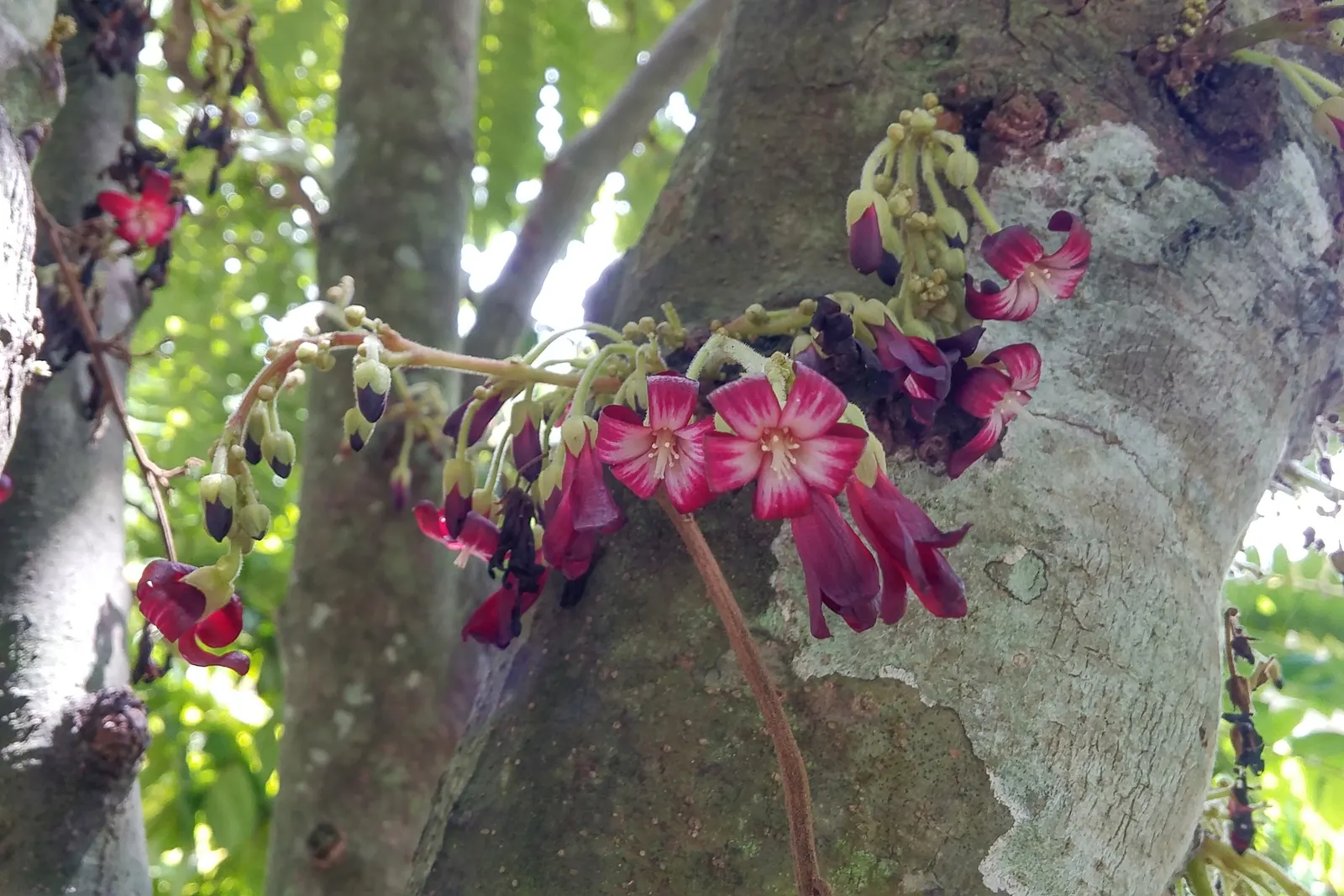 Cucumber Tree (Magnolia Acuminata) — The tree prefers full sun to partial shade and requires well-drained, acidic to neutral soil