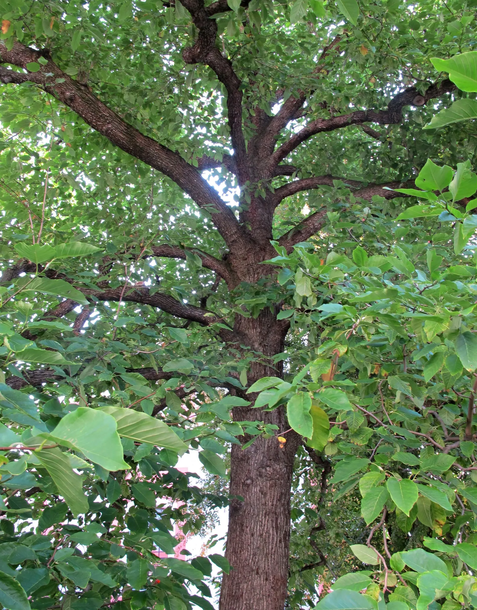 Cucumber Tree (Magnolia Acuminata) — This species stands out in landscape design for its grand stature; inconspicuous greenish-yellow flowers, image 106