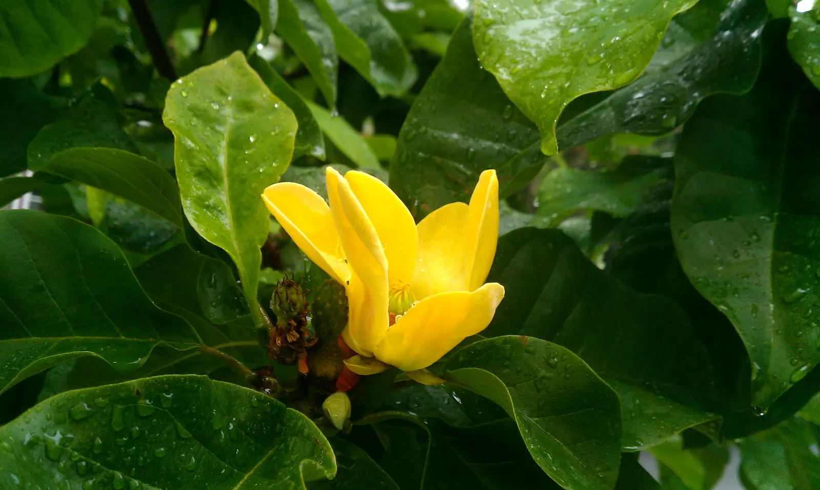 Cucumber Tree (Magnolia Acuminata) — glossy green hue on the upper surface and a paler green underneath; tree with white blooms, image 111