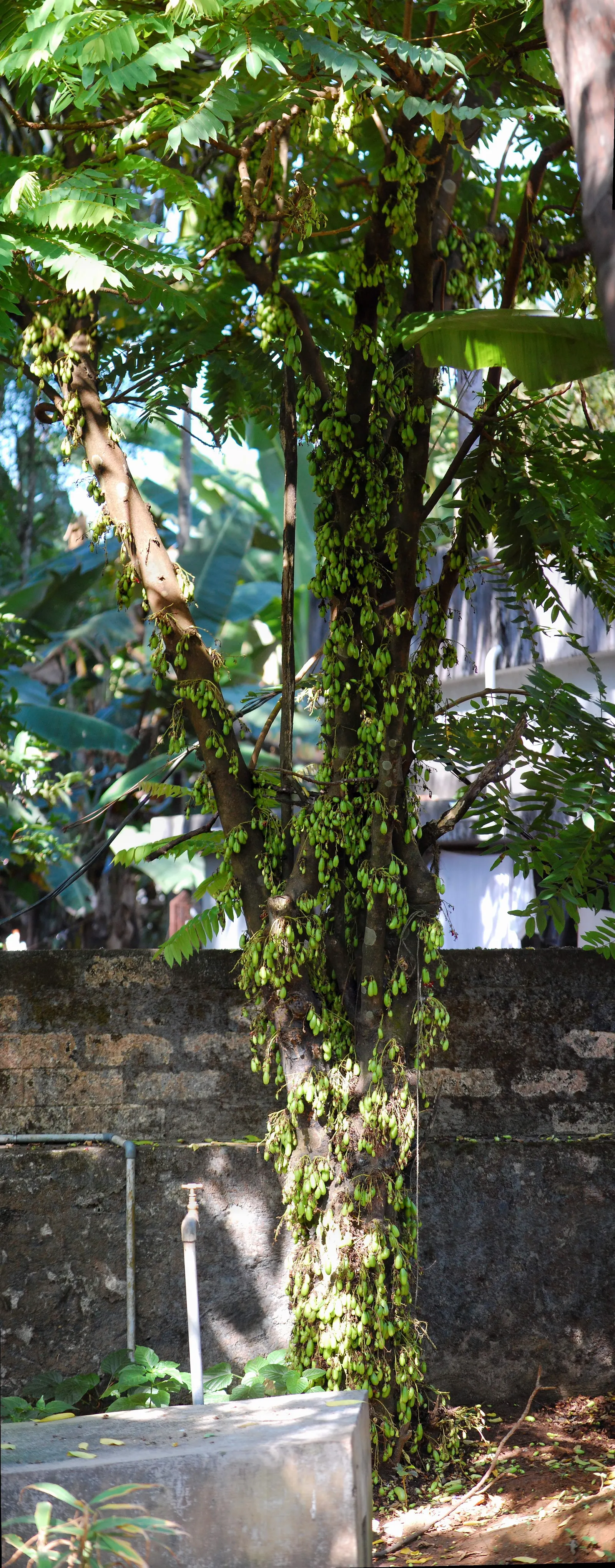 Cucumber Tree (Magnolia Acuminata) — is a majestic deciduous tree native to the eastern United States; typically reaching between 50 to 70 feet in, image 80