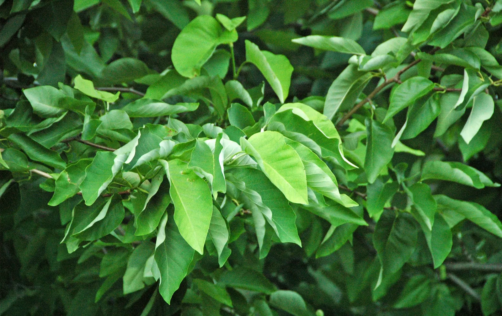 Cucumber Tree (Magnolia Acuminata) — These blossoms give way to cucumber-shaped fruit; the tree has a pyramidal to rounded crown with straight, image 91