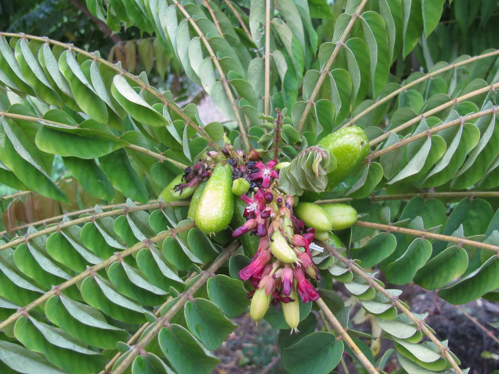 Cucumber Tree (Magnolia Acuminata) — with a spread of 25 to 35 feet at maturity; oblong leaves and a late spring to early summer blooming period, image 83