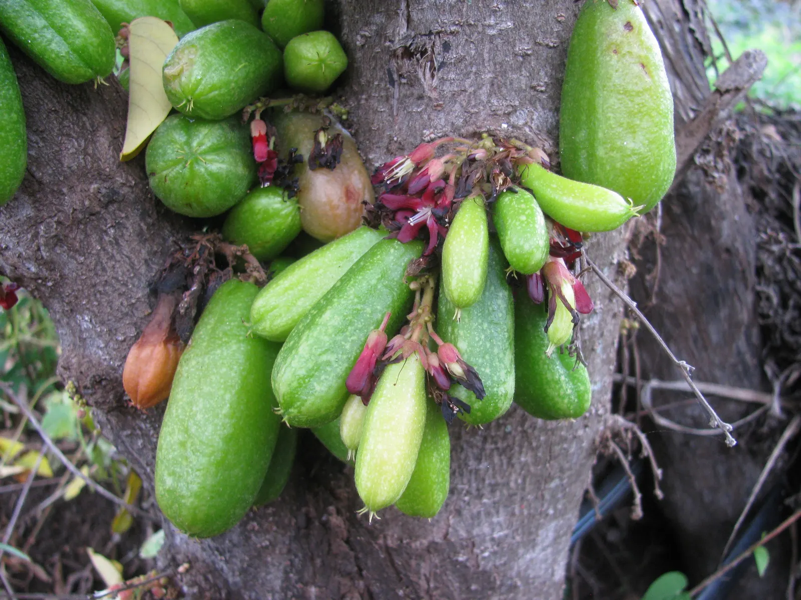 Cucumber Tree (Magnolia Acuminata) — Ideal for temperate zones; glossy green hue on the upper surface and a paler green underneath, image 102
