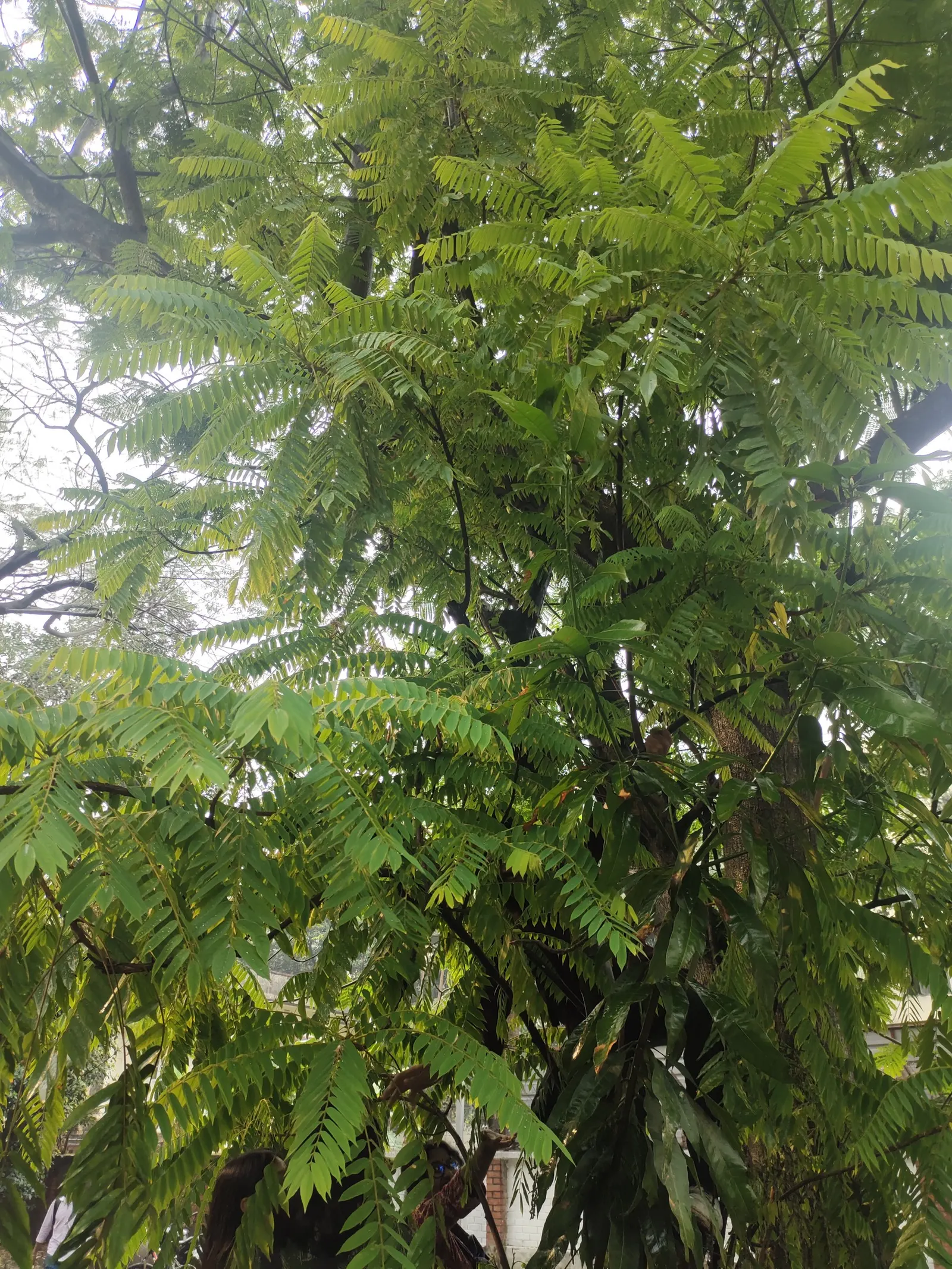 Cucumber Tree (Magnolia Acuminata) — In late spring to early summer; this species stands out in landscape design for its grand stature, image 87