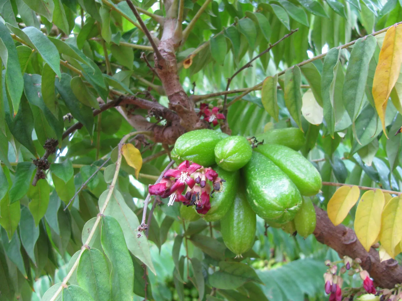 Cucumber Tree (Magnolia Acuminata) — In late spring to early summer